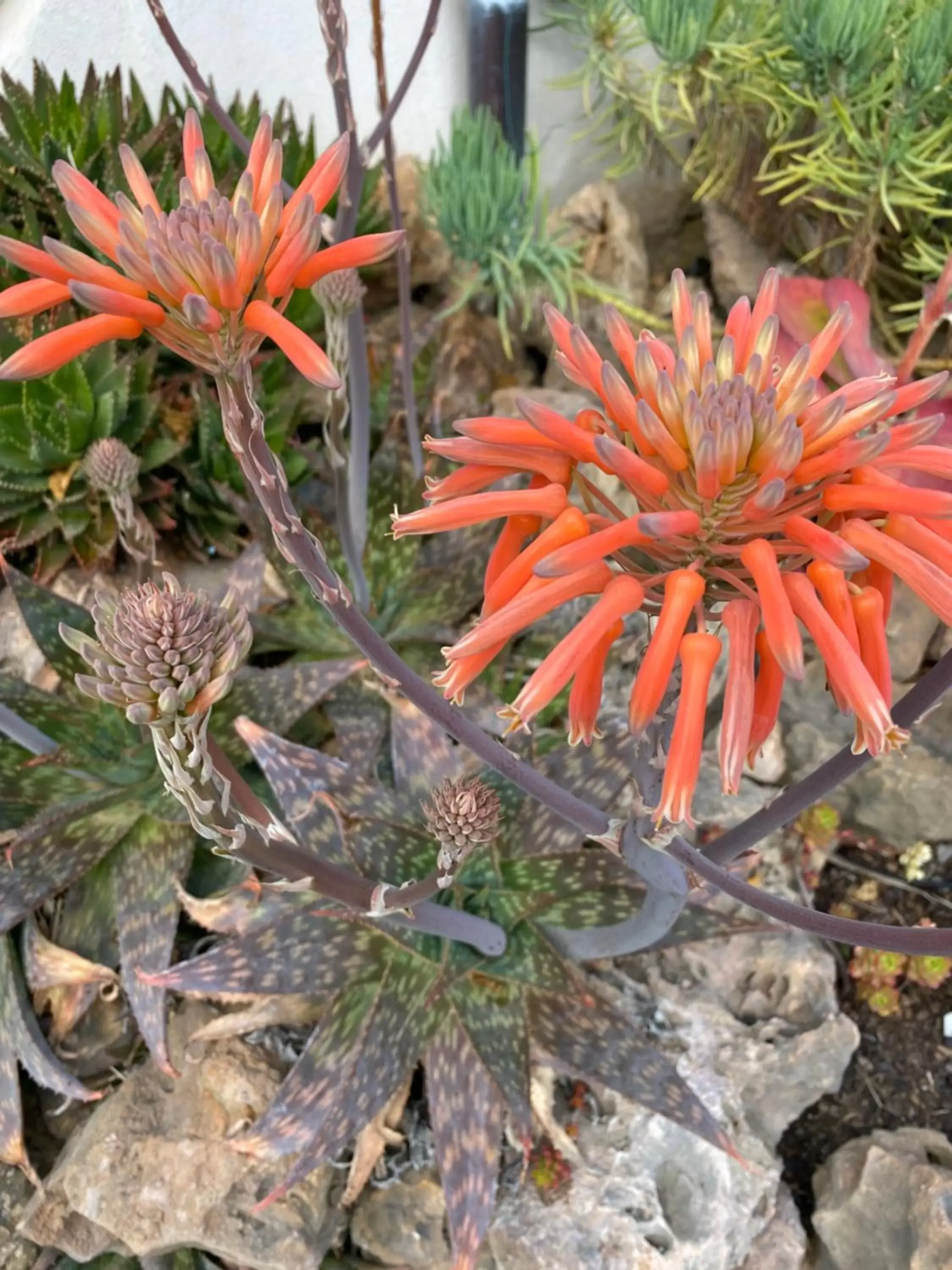 Garden in Adamah Vayu -Casa Serenida