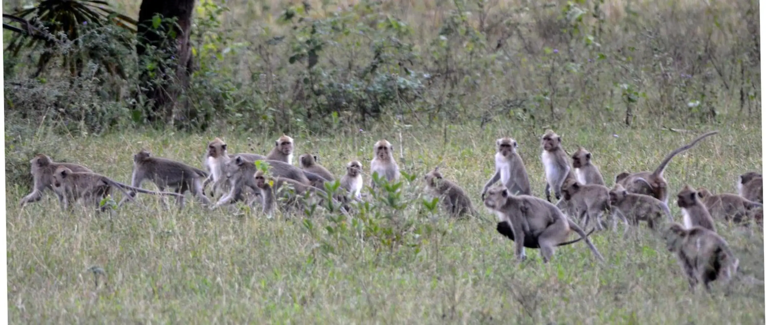 Other Animals in Griya Sriwedari