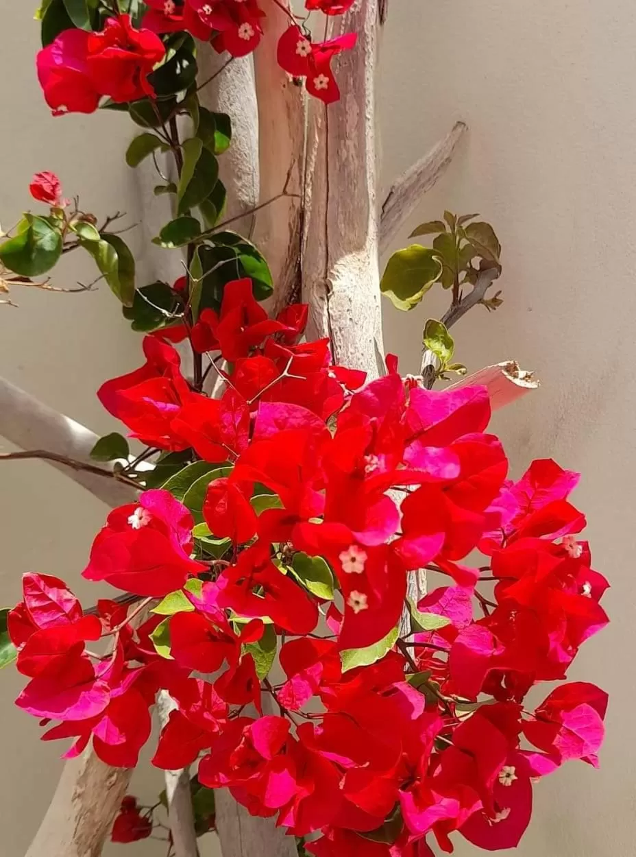 Garden in B&B Sereia Azul Boa Vista