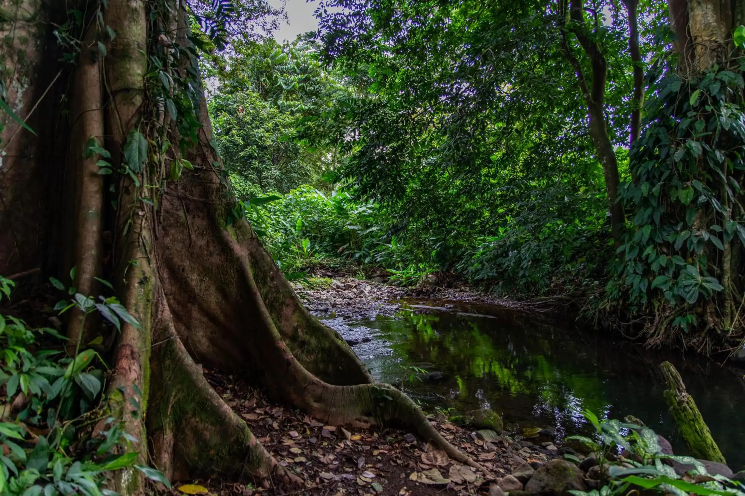 Hiking, Natural Landscape in Noah's Forest Hotel by Tifakara