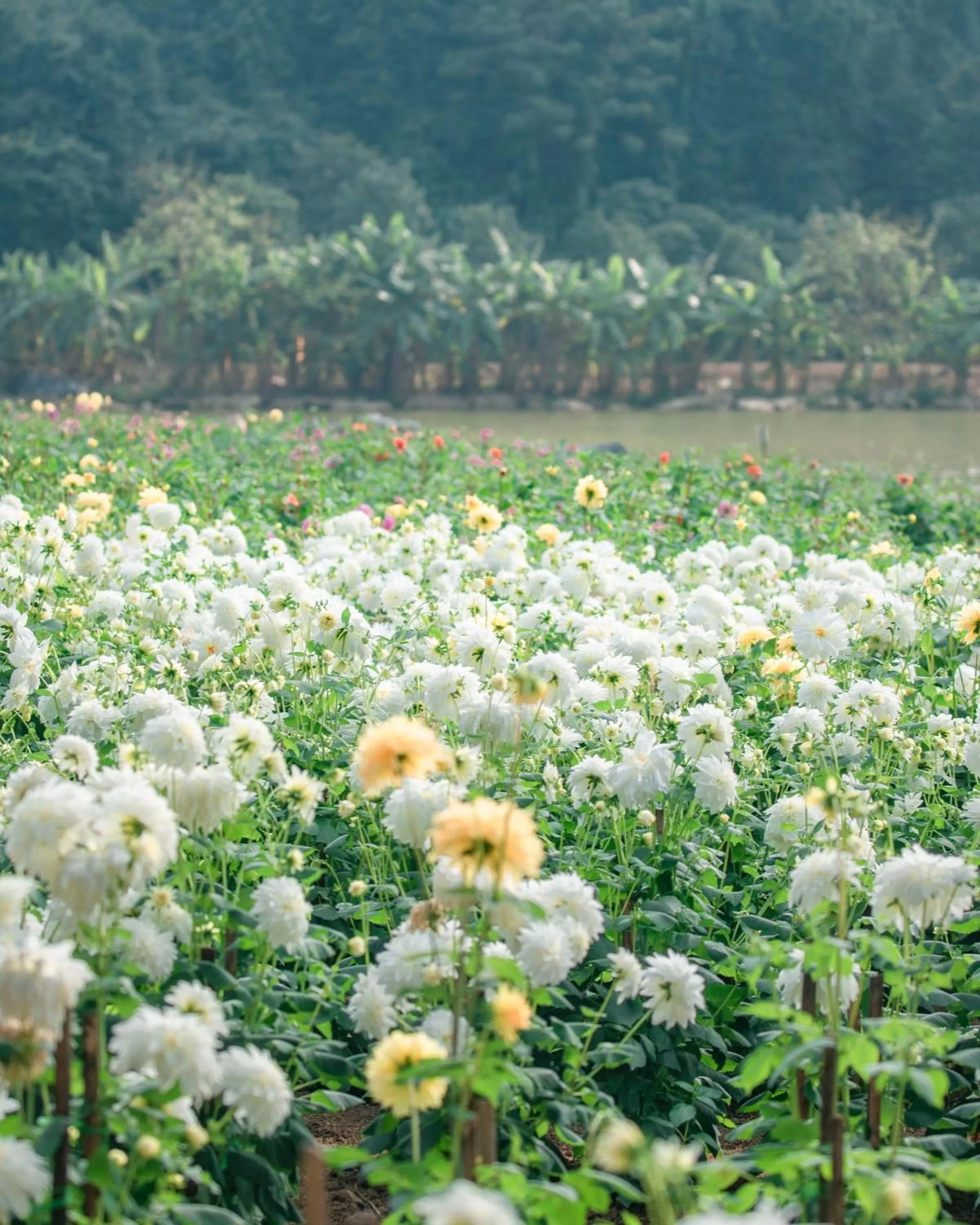 Natural landscape in Thung Nham Resort