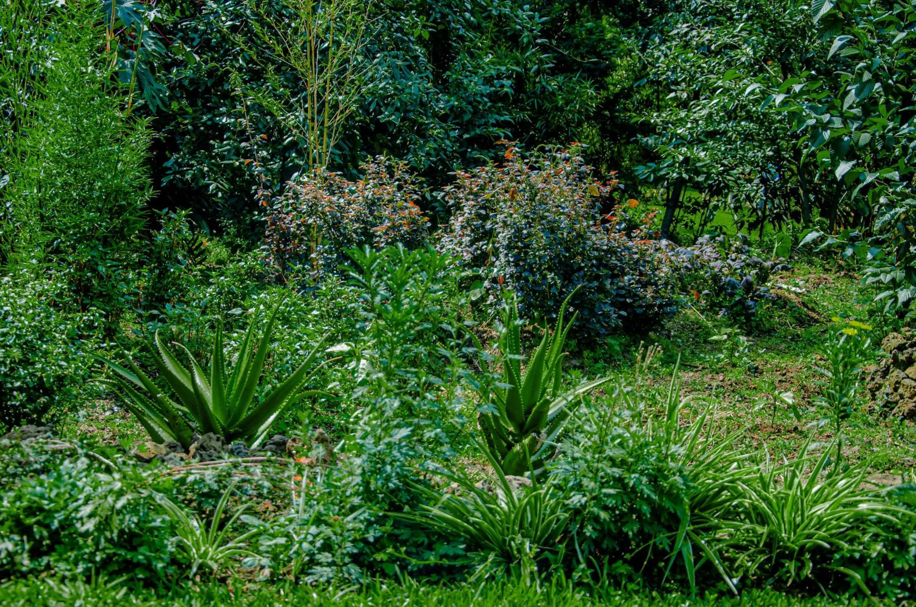 Garden in Fravan Eco Resort By Apogee