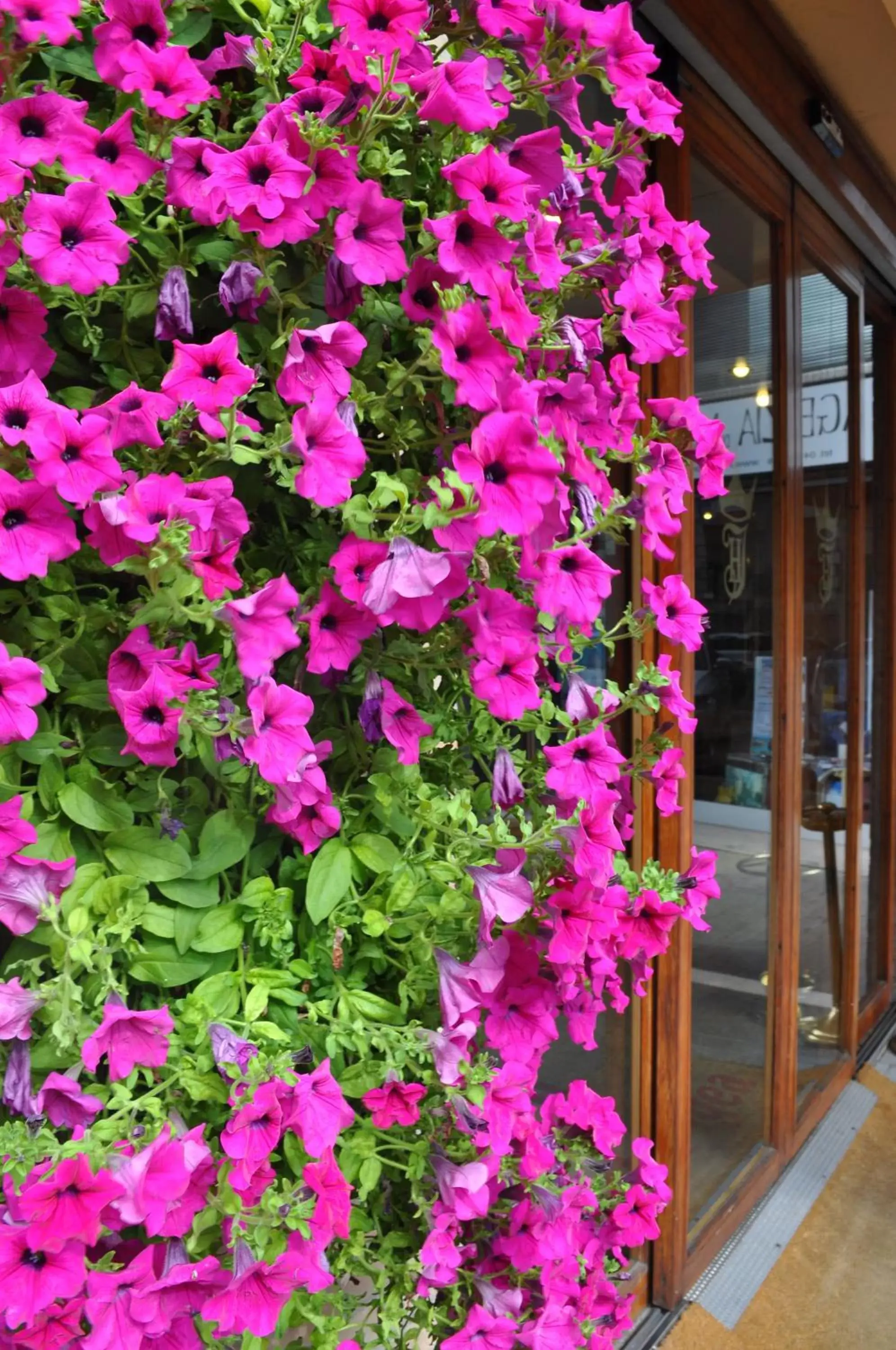 Facade/entrance in Hotel Igea