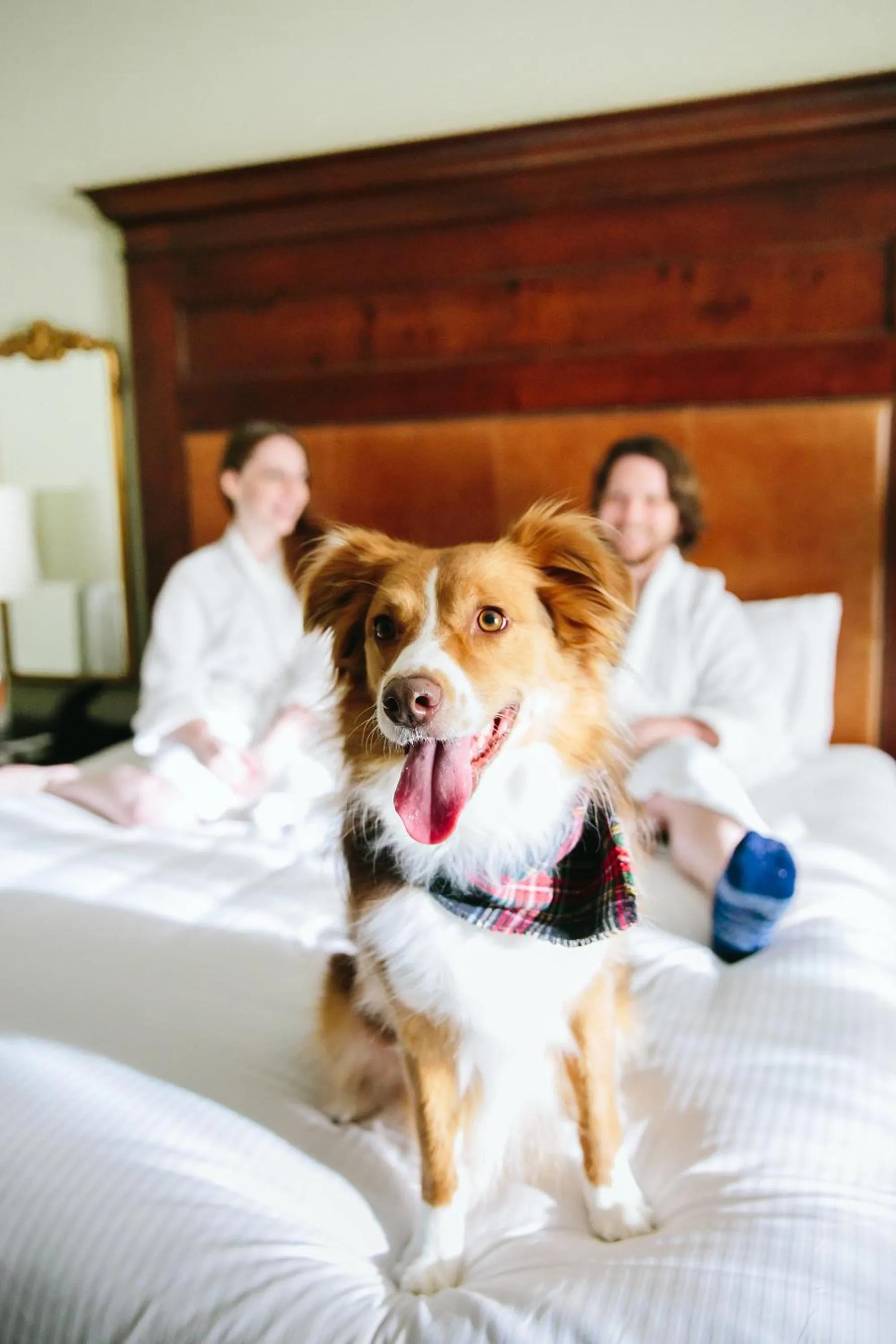 Pets, Bed in Omni Barton Creek Resort and Spa Austin