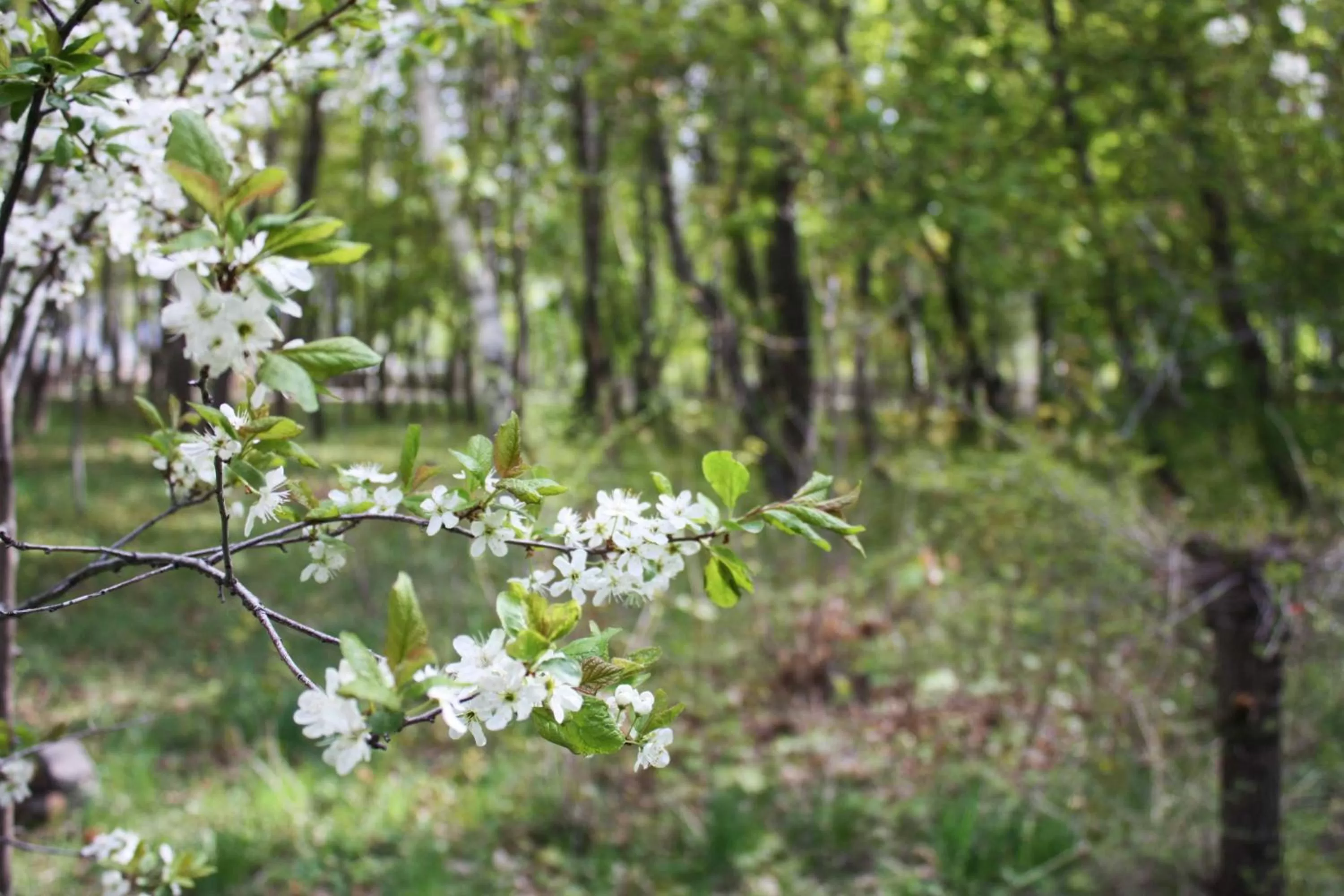 Spring in Otel Issyk-Kul Karakol