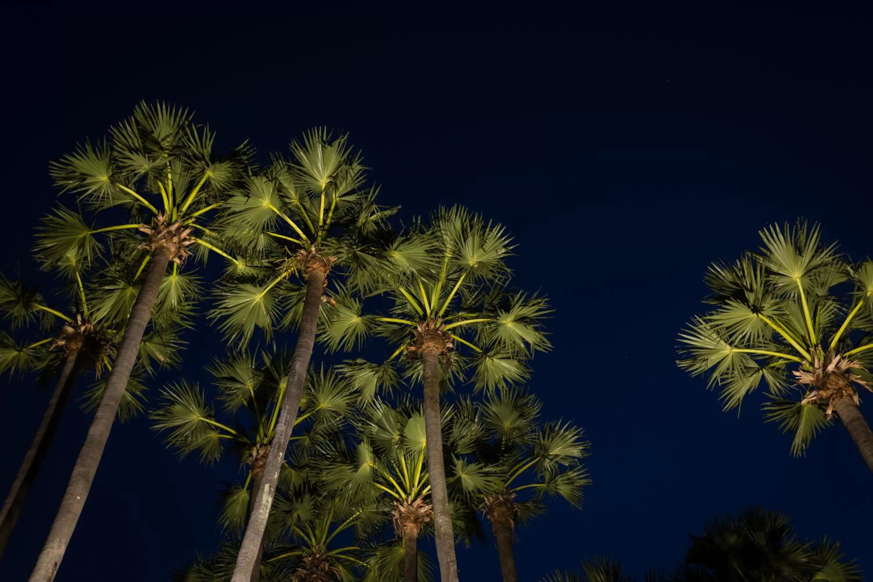 Garden view in La Palmeraie D'angkor