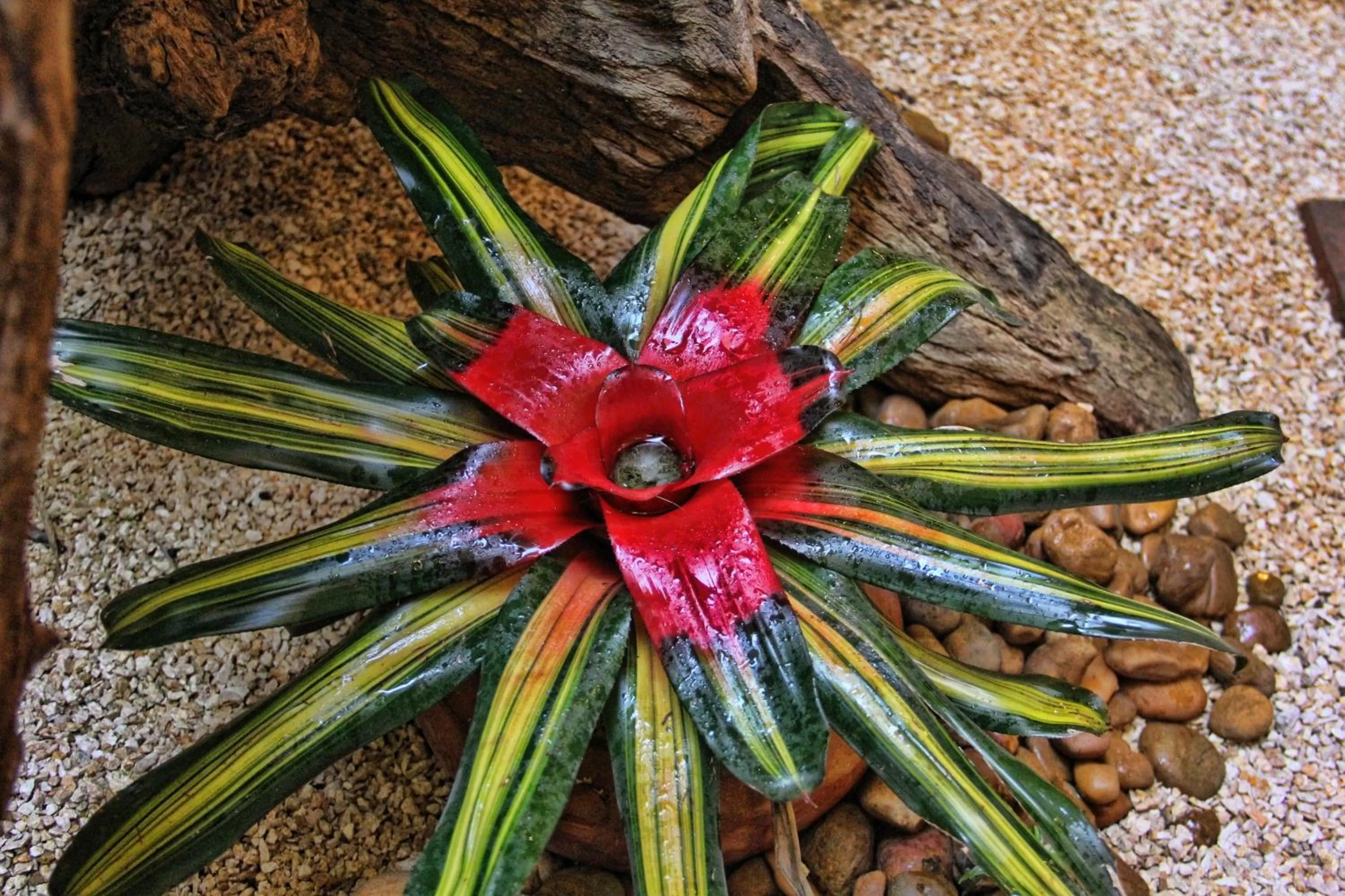 Garden in Casa Del Reloj