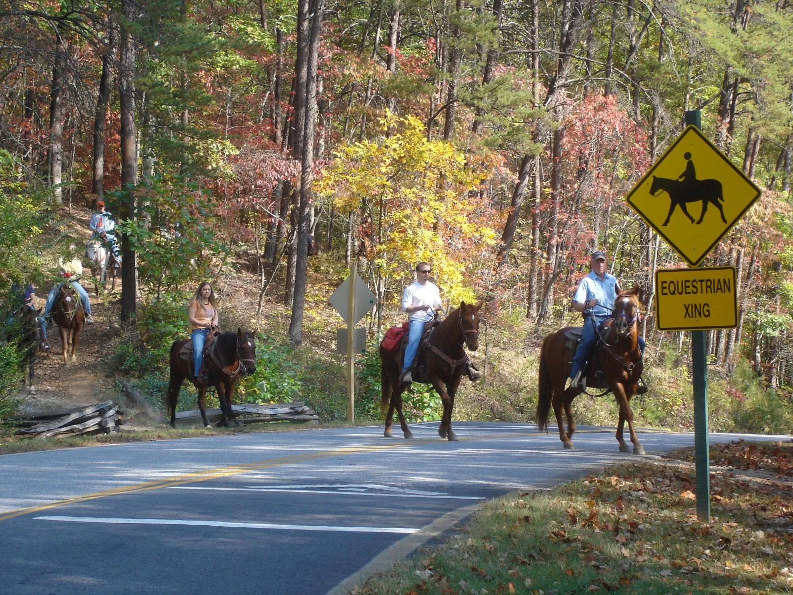 Horse-riding in Brasstown Valley Resort & Spa