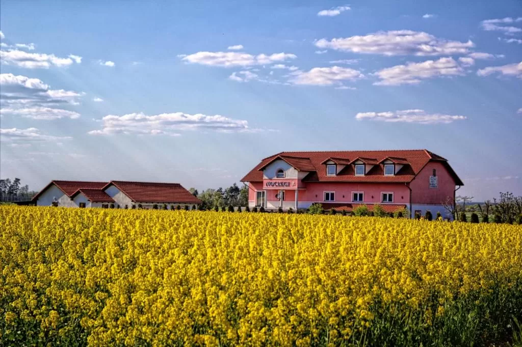 Garden view in Noclegi Biała Róża