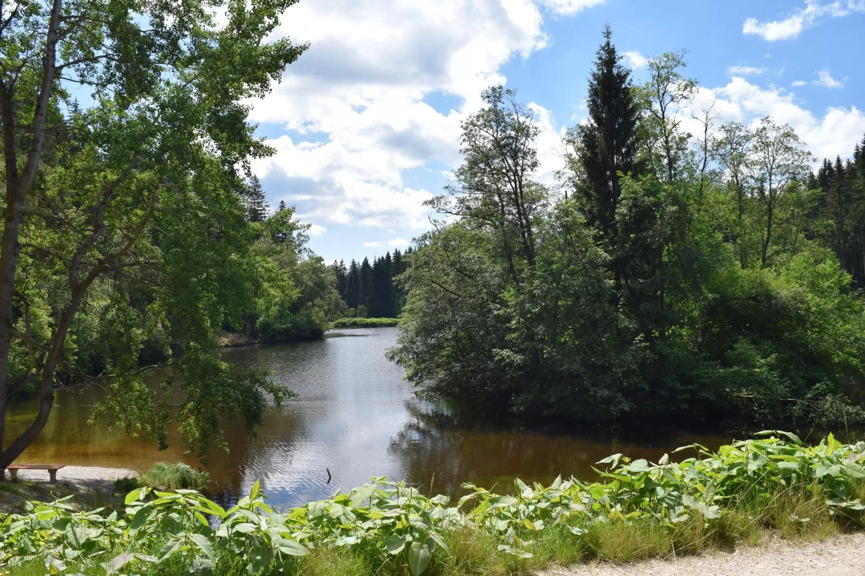Natural landscape in Hotel Carola
