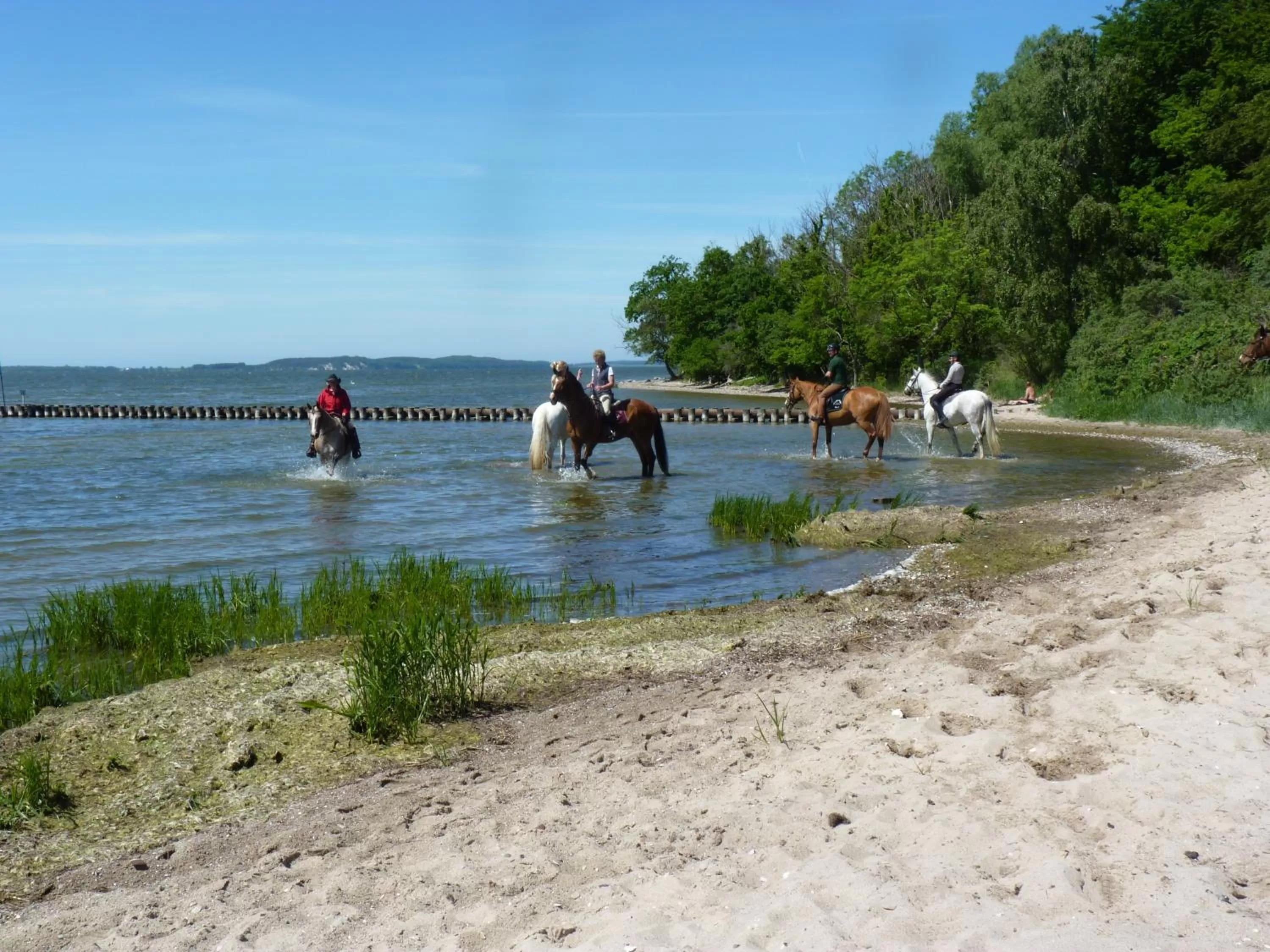 Horse-riding in Hotel Am Markt