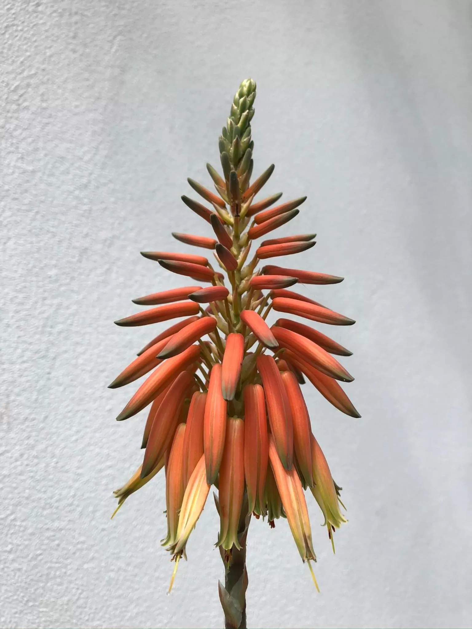 Garden in In Giardino B&B