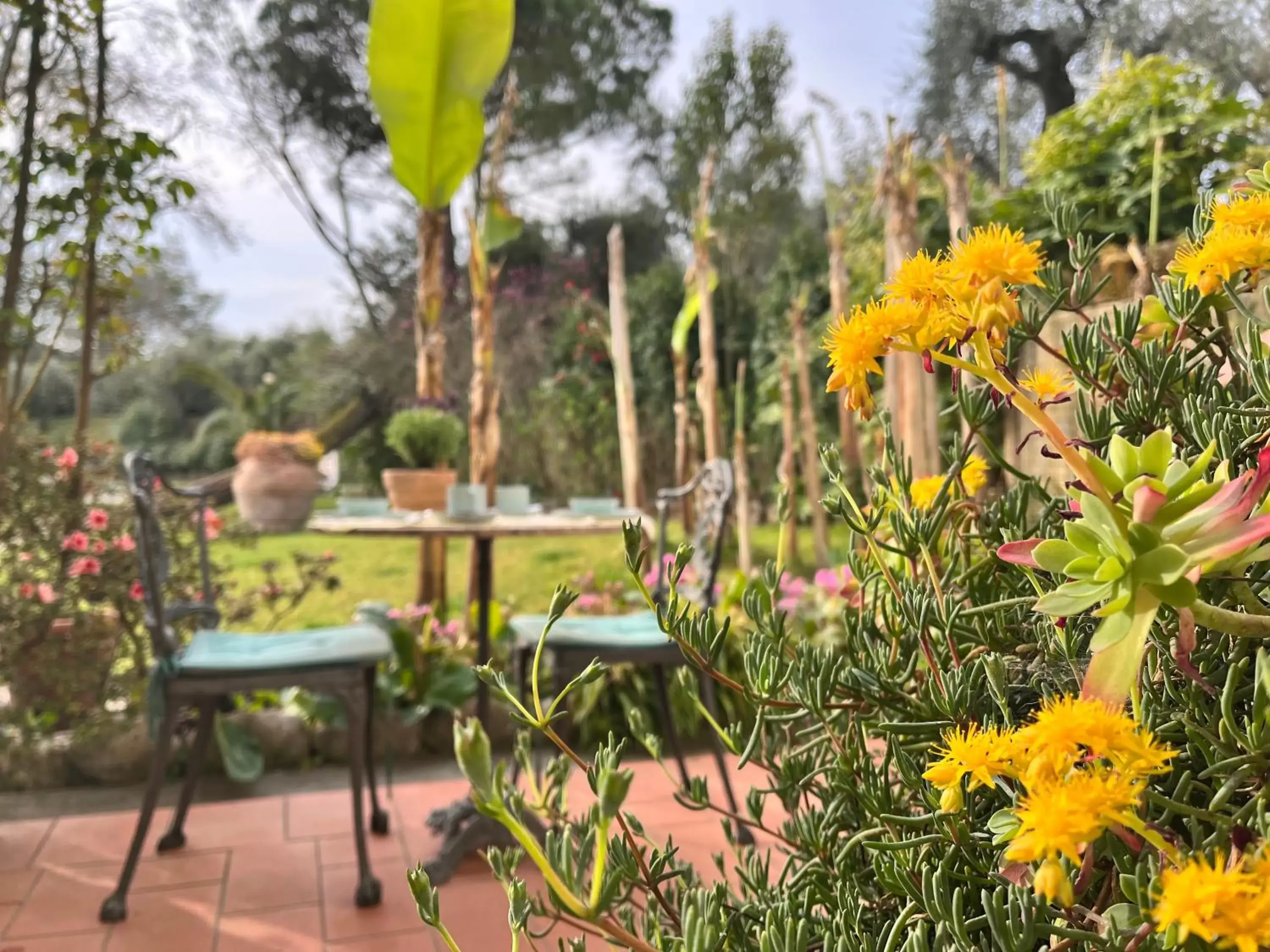 Garden in Casa del Pino