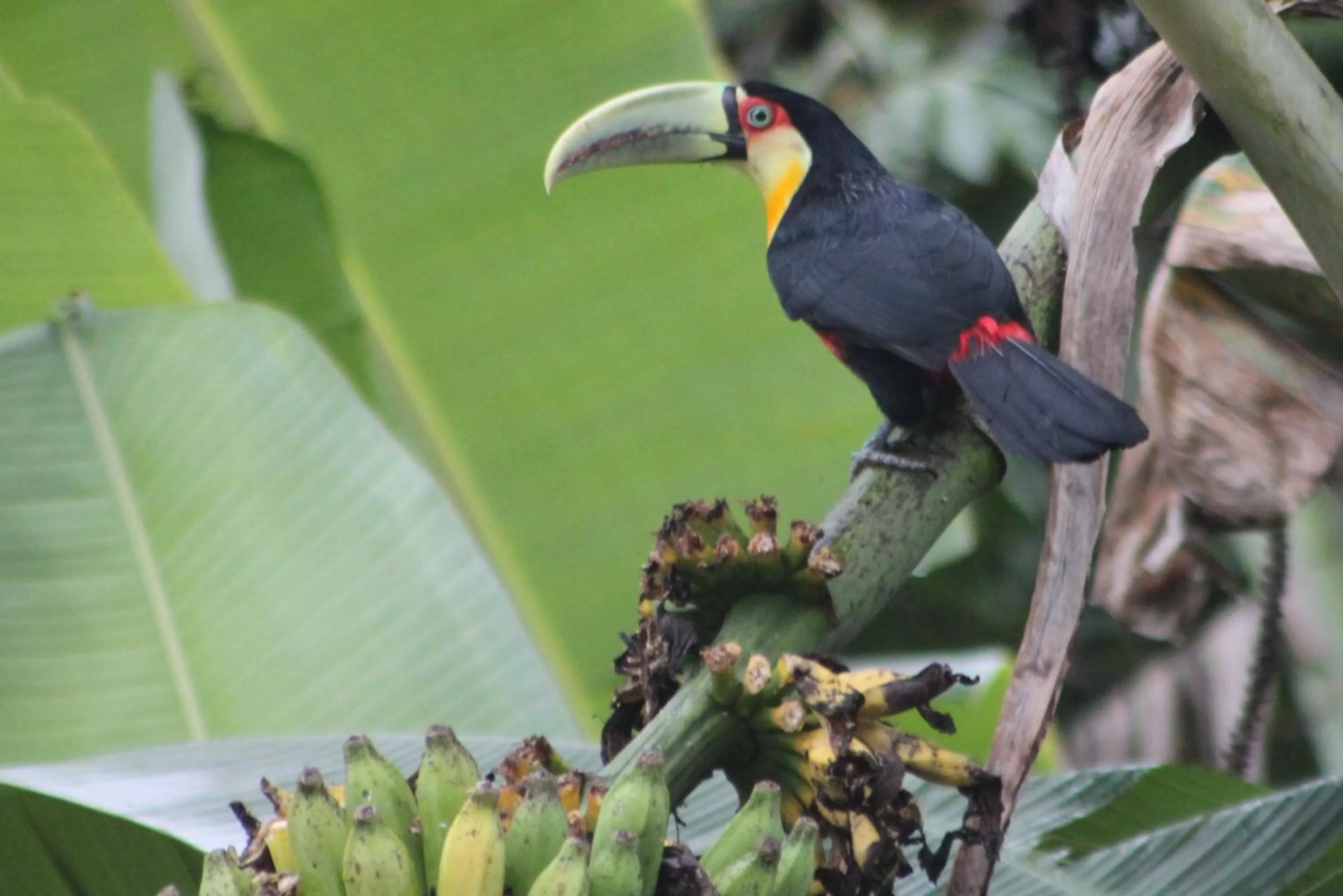 Animals in Pousada da Rosa