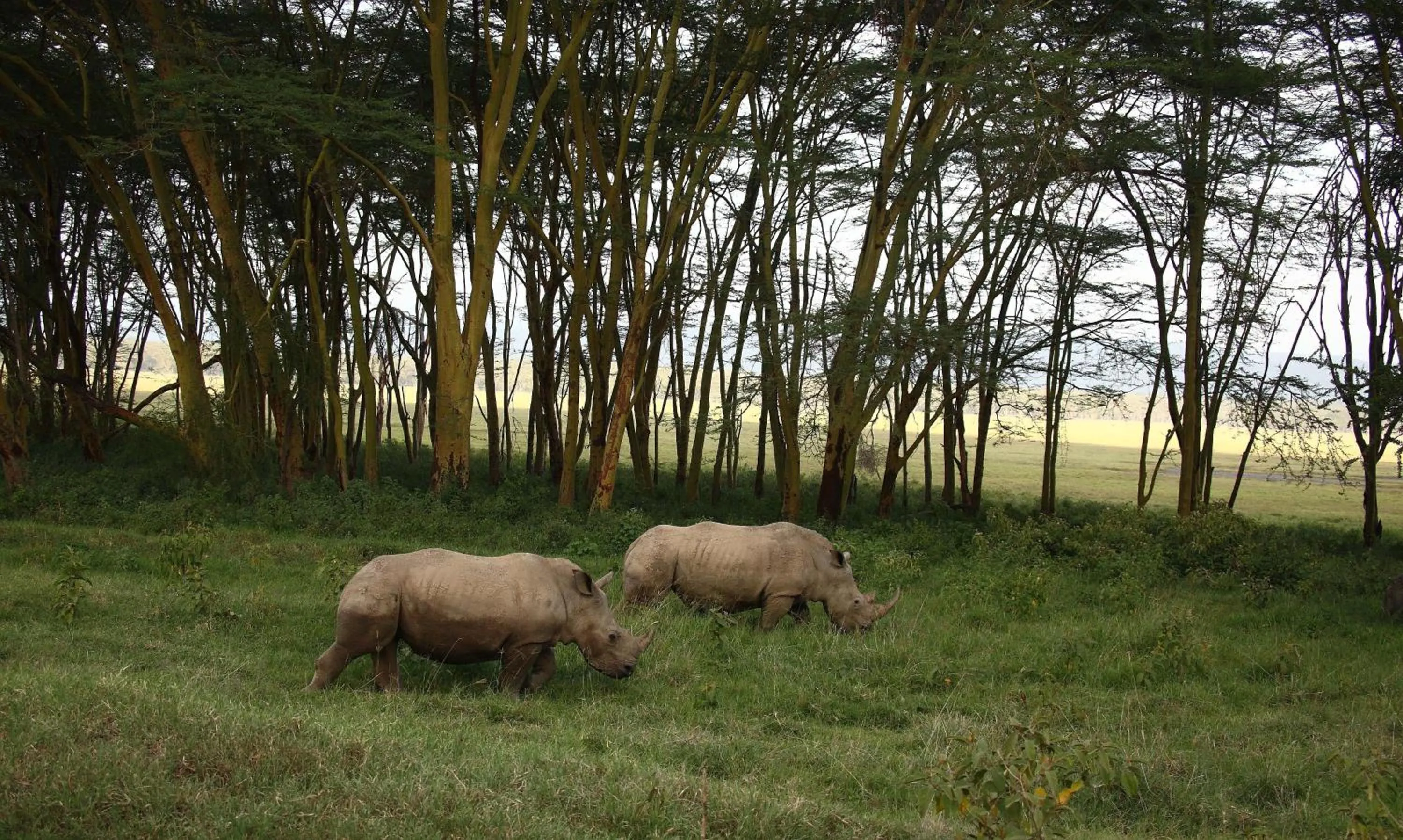 Natural landscape in Sarova Lion Hill Game Lodge