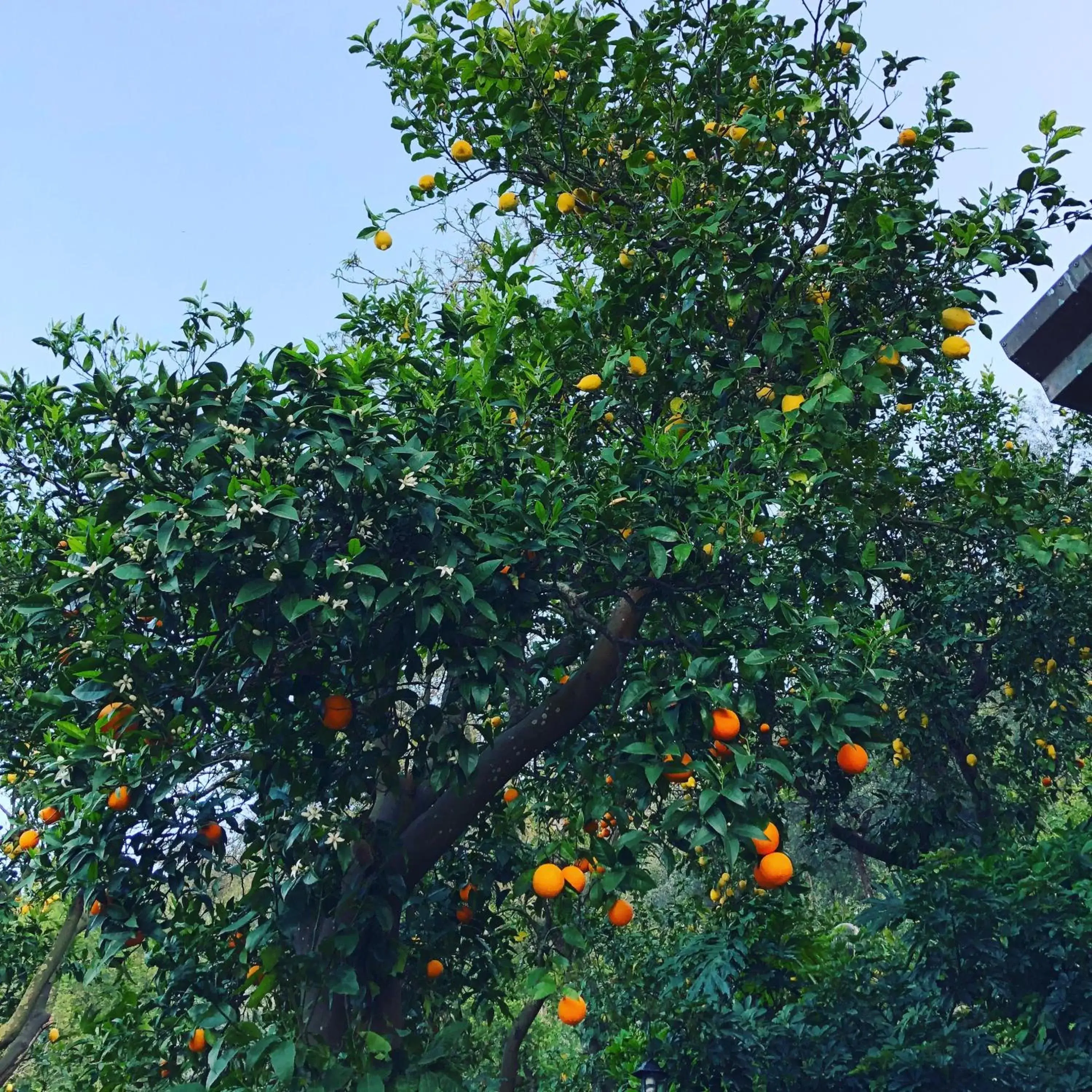 Garden in Agriturismo b&b L arancio In fiore