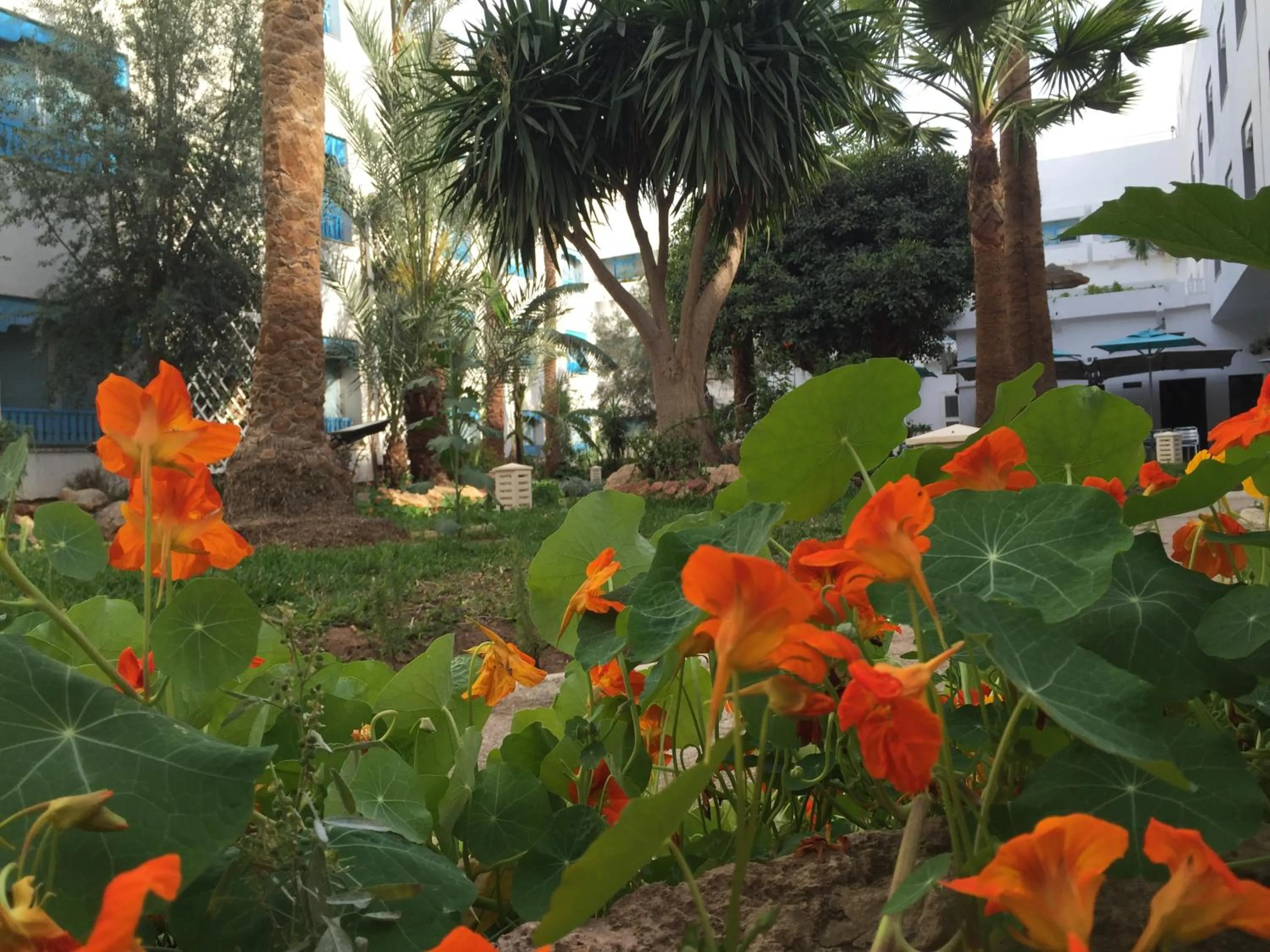 Garden in Hotel La Residence Hammamet