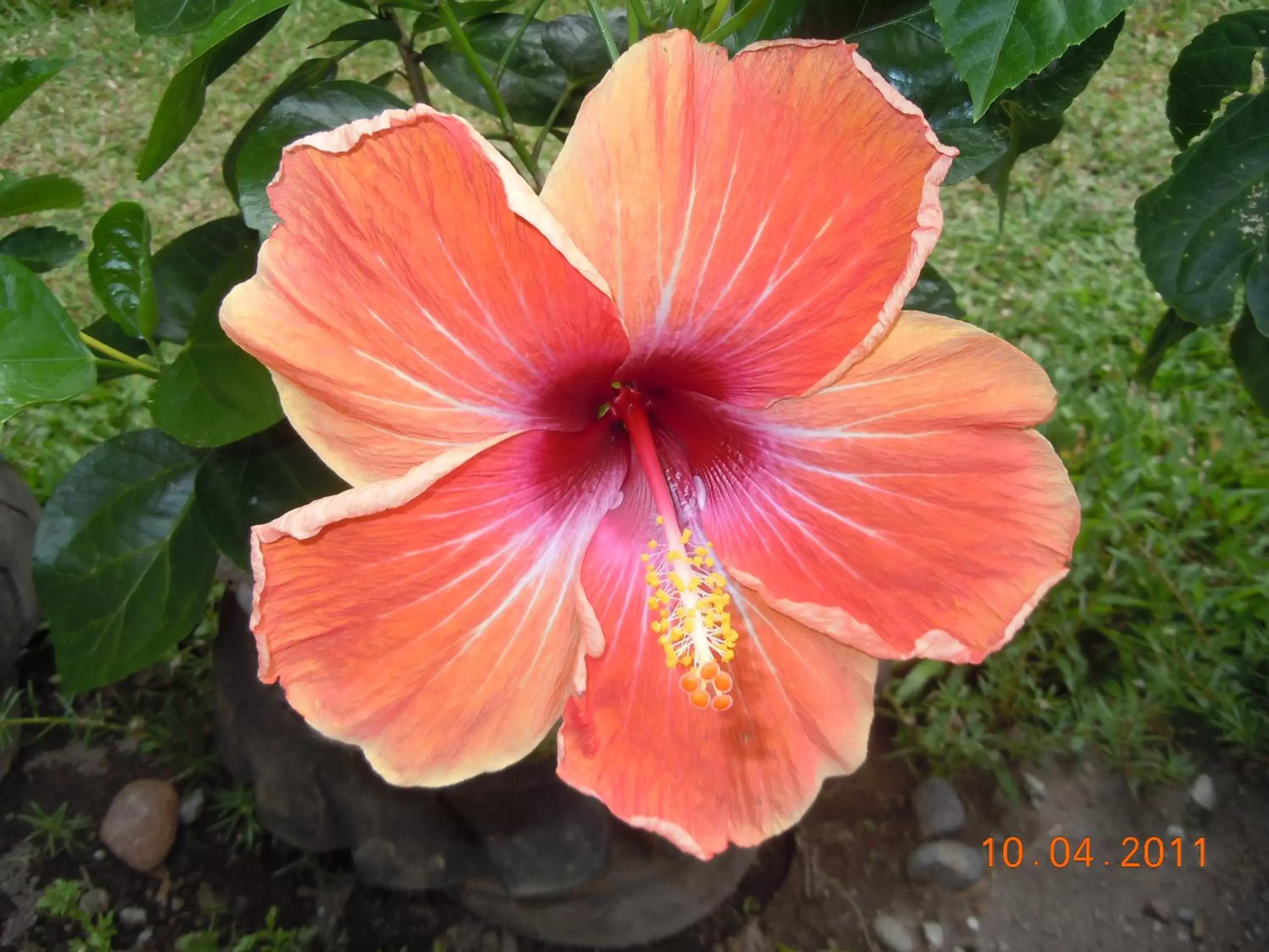 Garden in Wellbeach Dive Resort