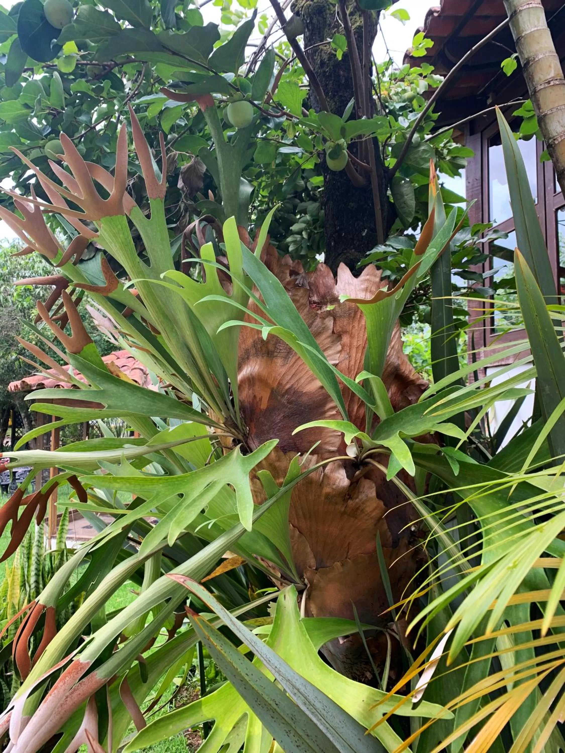 Garden in Pousada Villa Real