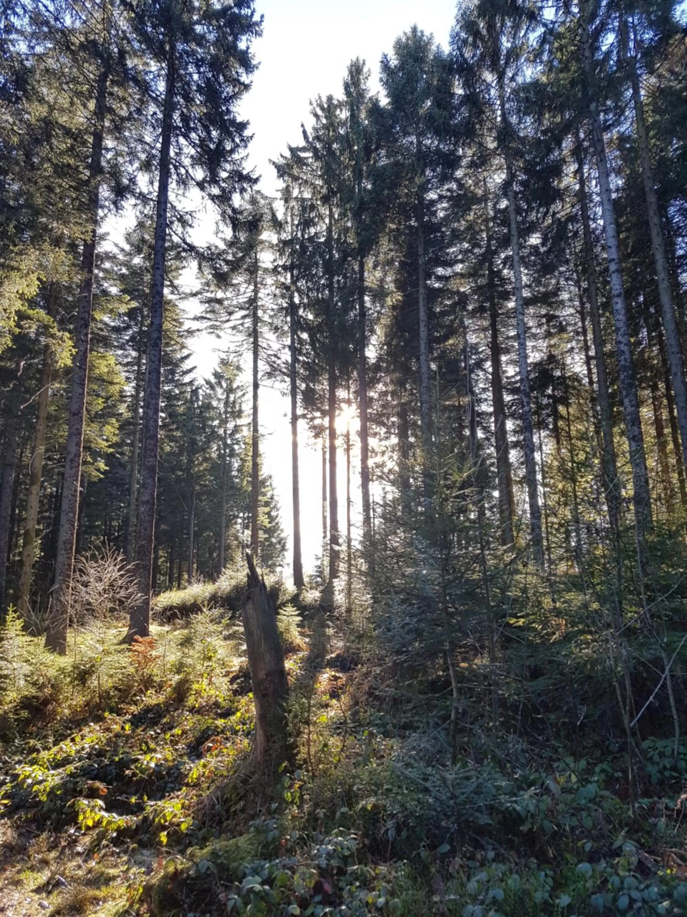 Spring in Hotel Restaurant Kniebishöhe