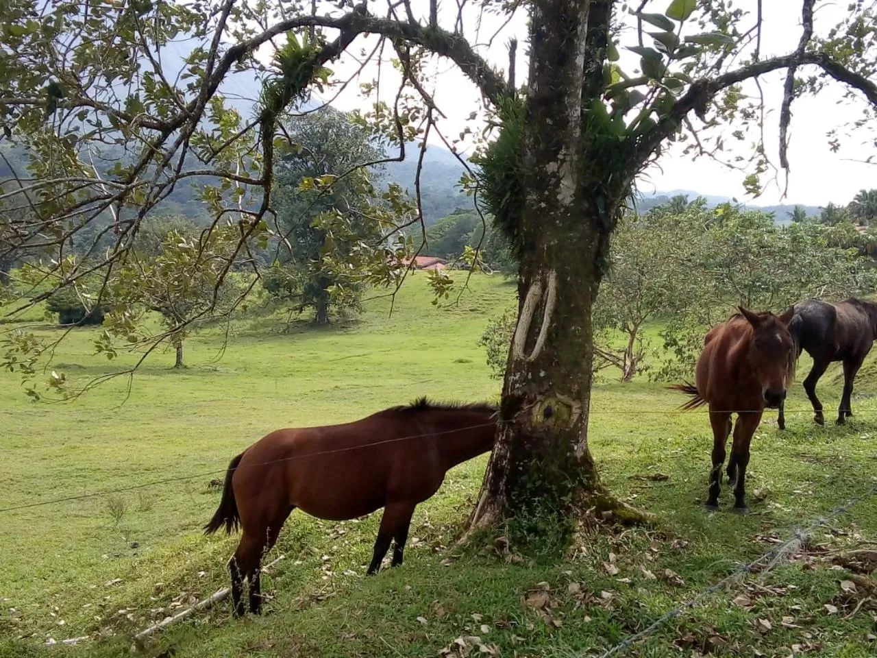 Natural landscape in Casona Rústica & Bungalow