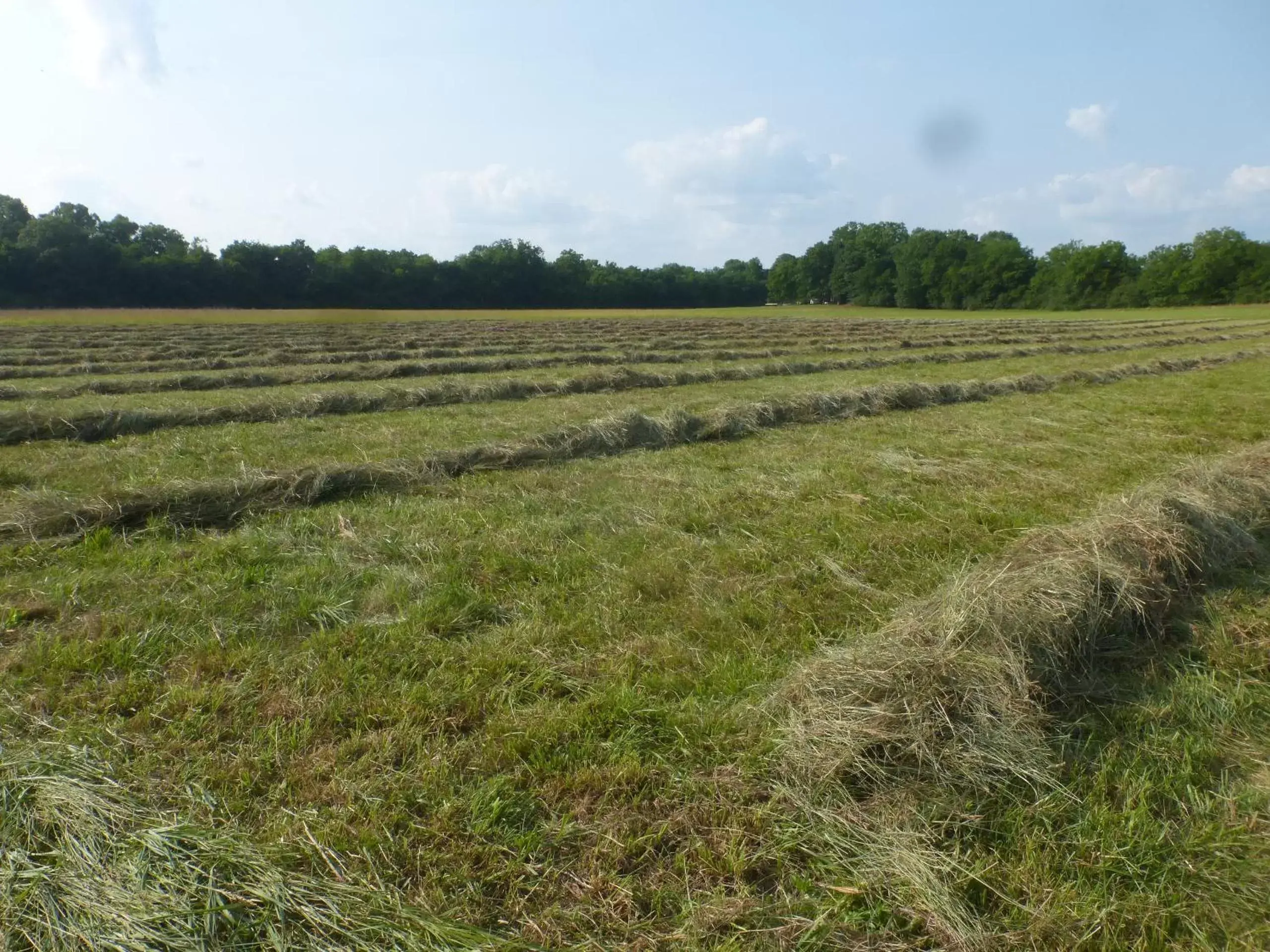 Natural Landscape in Mulberry Lavender Farm and B&B