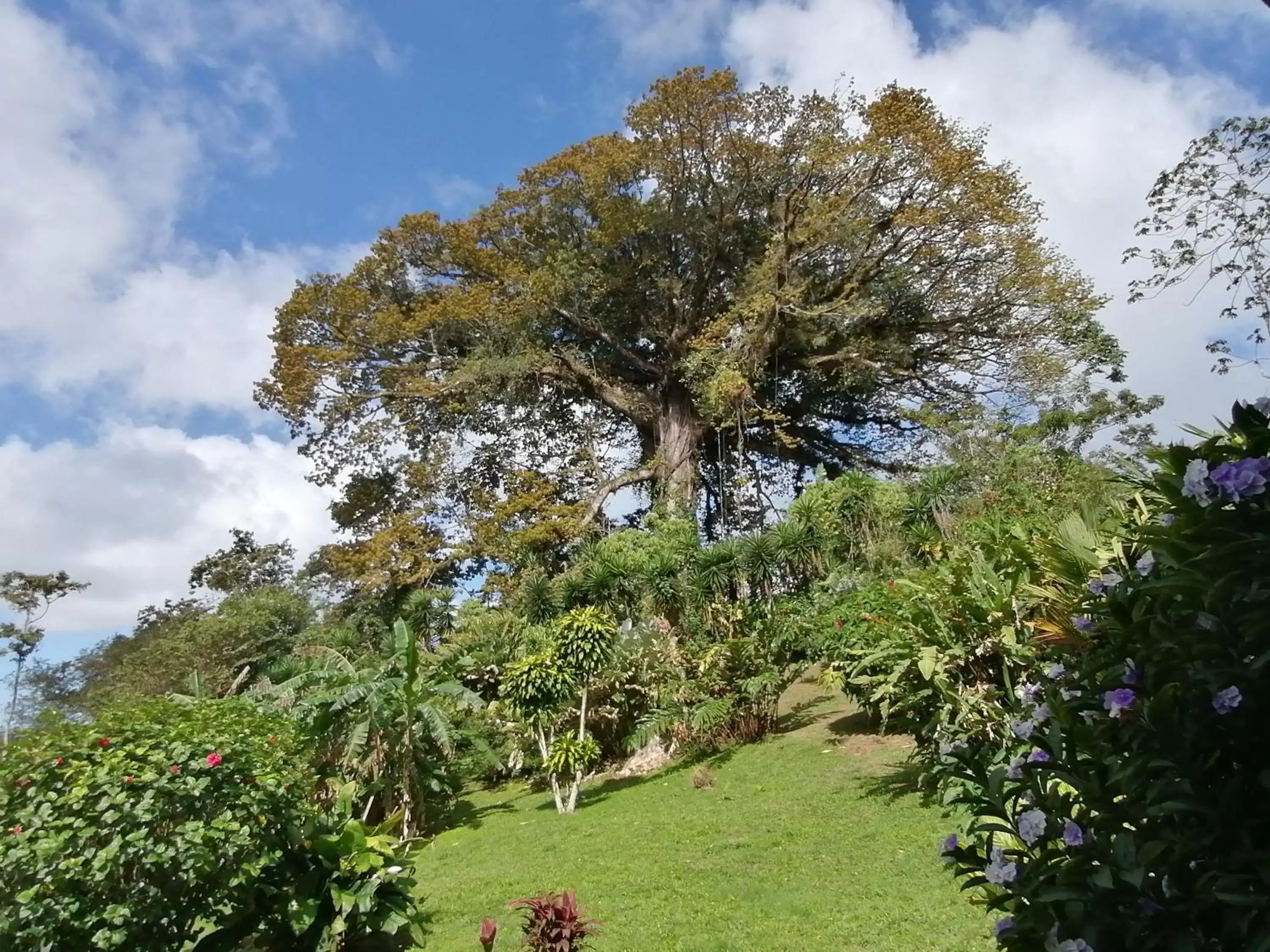 Garden in La Ceiba Tree Lodge