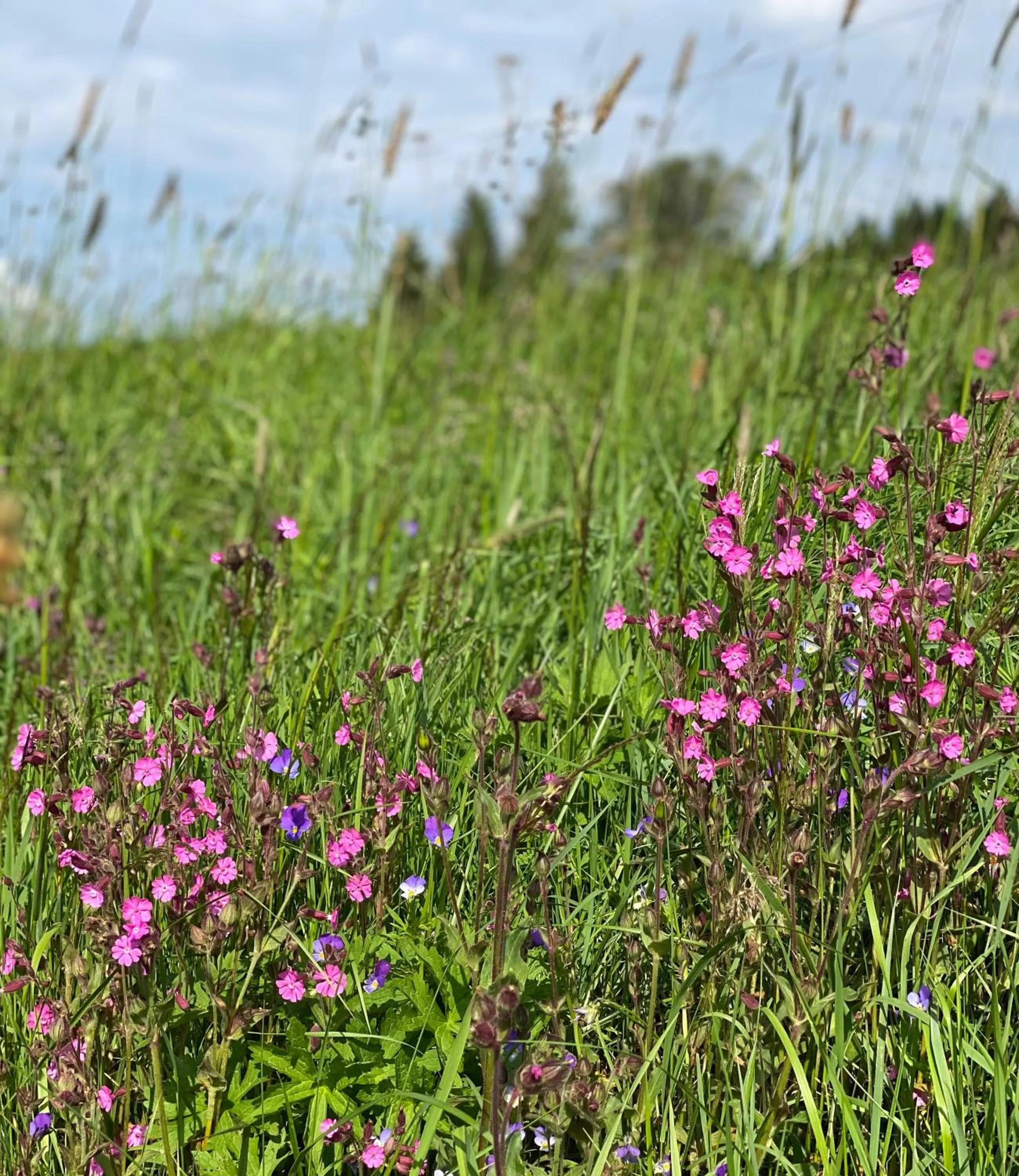 Natural landscape in Vila Jáchymov