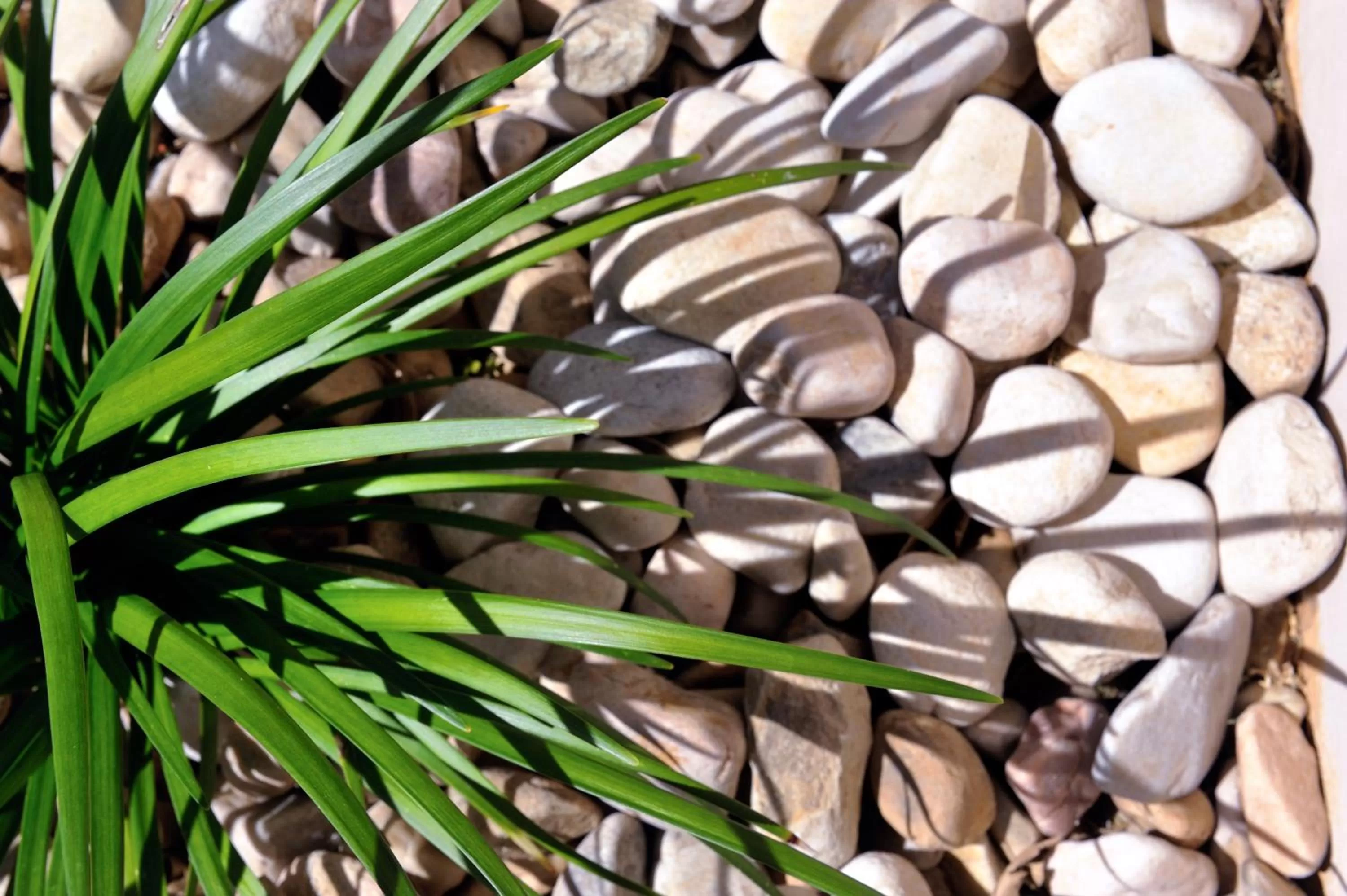 Garden in Beachwalk Bed and Breakfast - #Solar Energy #No Loadshedding