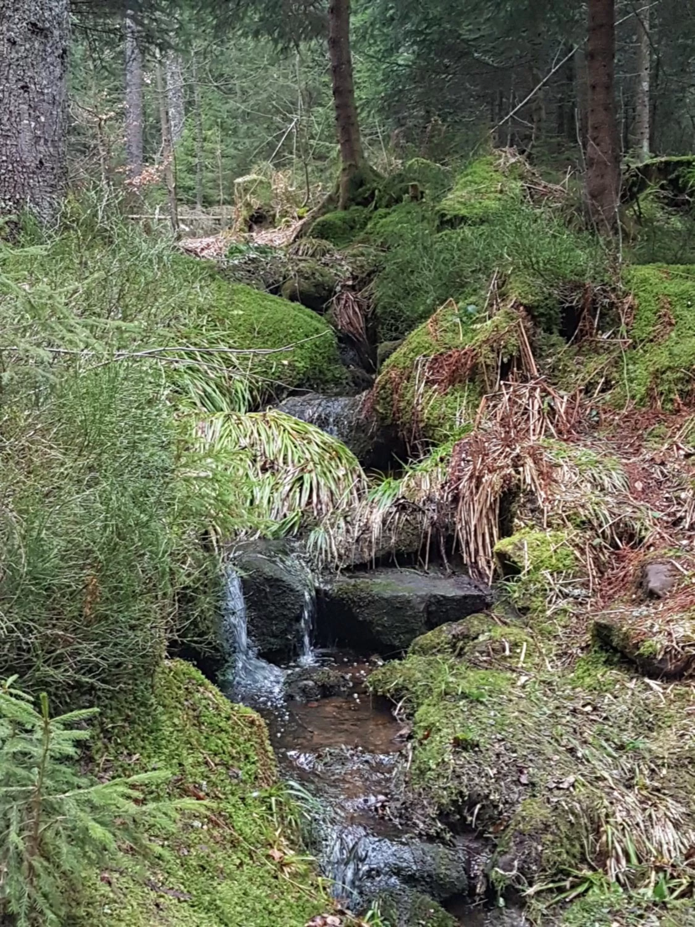 Natural landscape in Hotel Restaurant Kniebishöhe