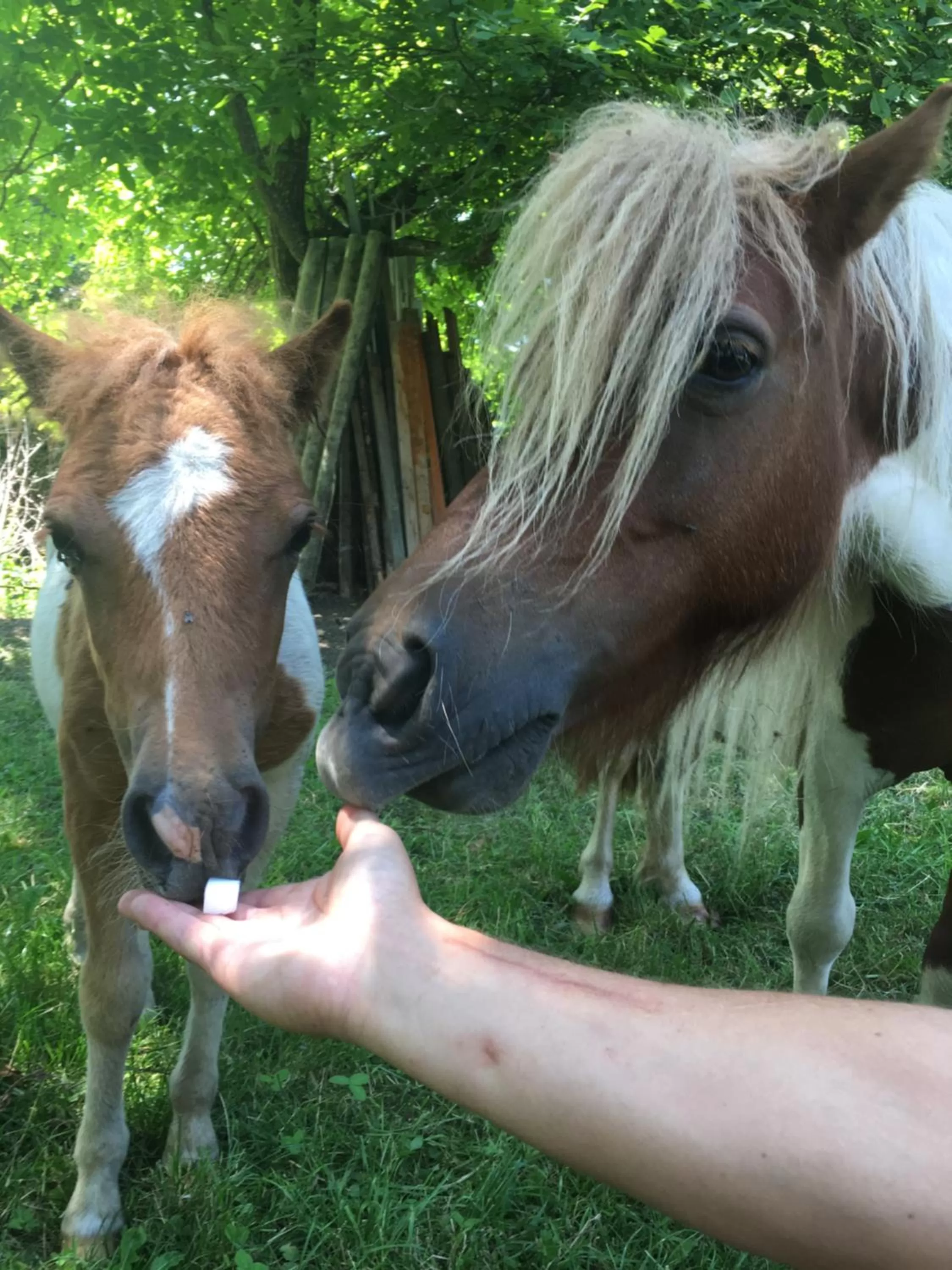 Day, Pets in Pensiunea SilvAnka