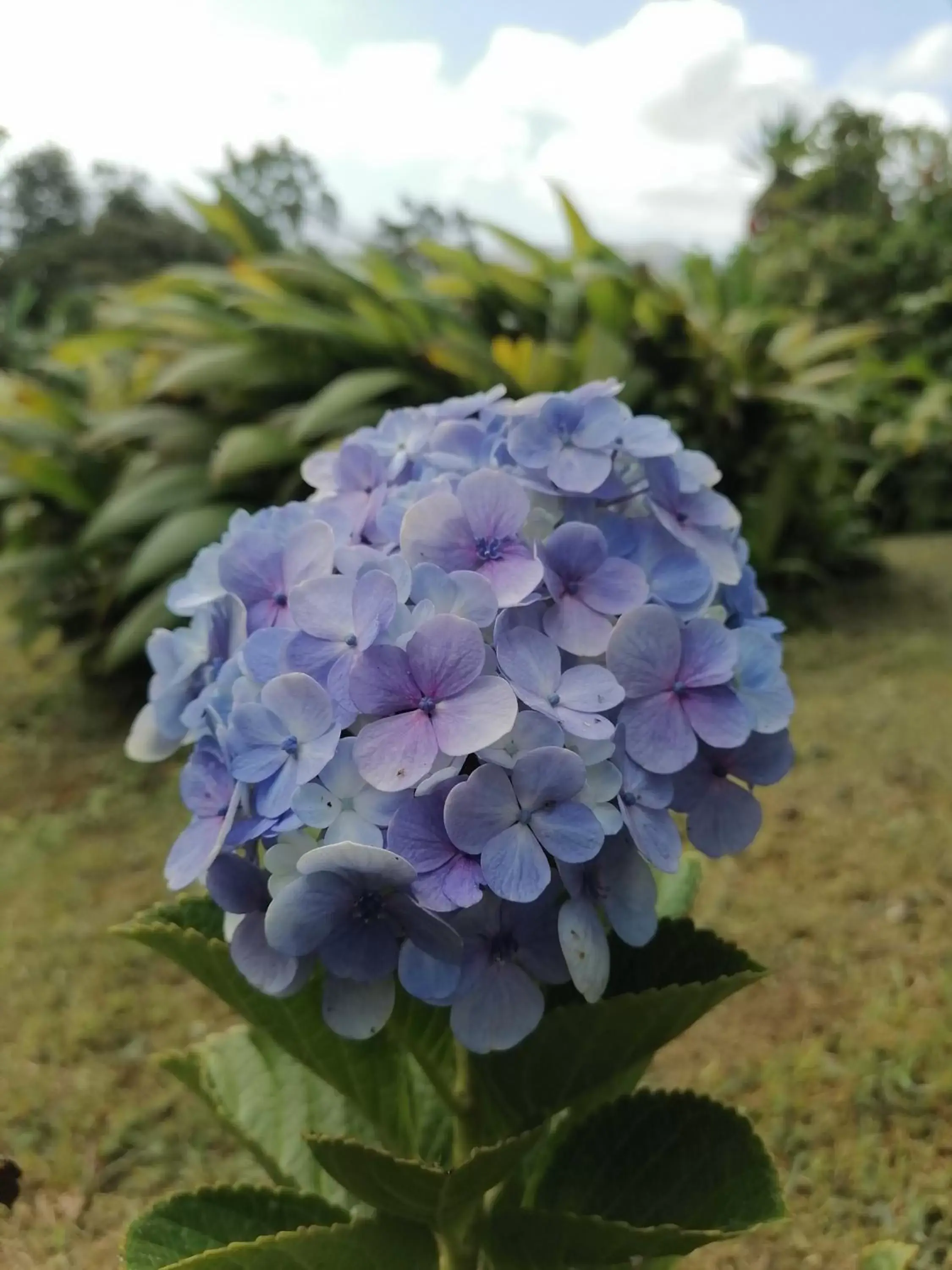 Natural landscape in La Ceiba Tree Lodge