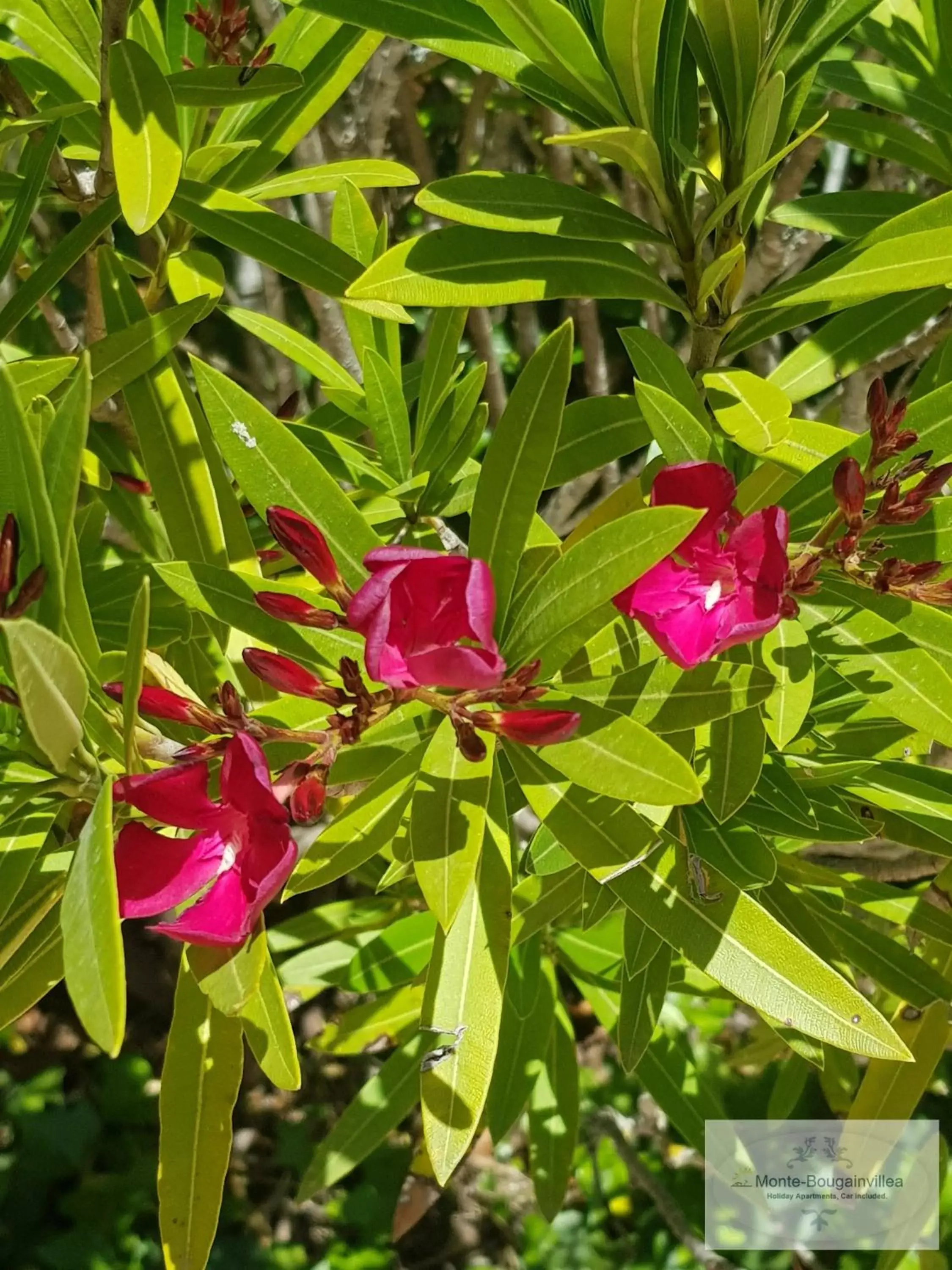 Garden in Monte-Bougainvillea