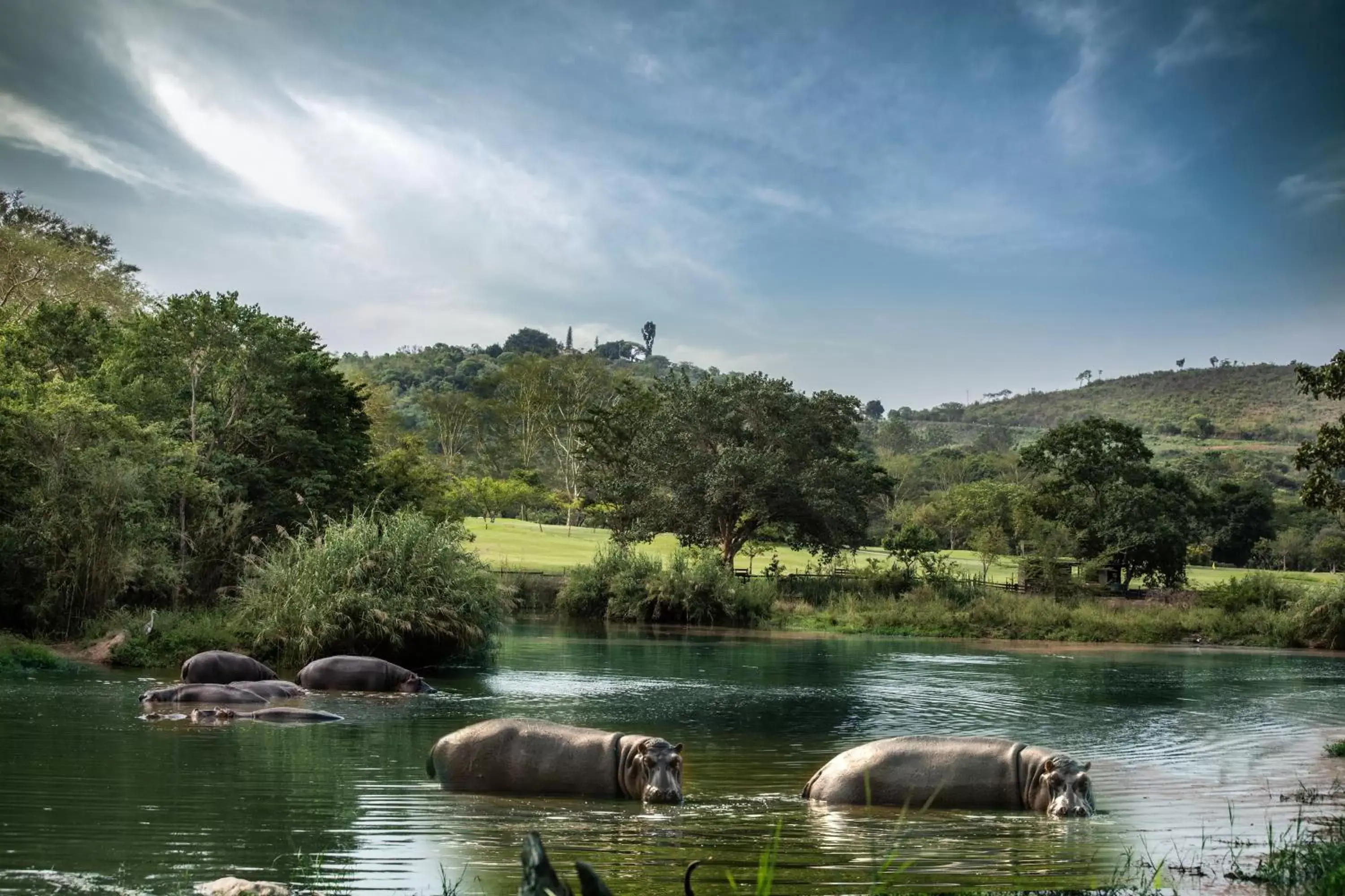 Other Animals in Sabi River Sun Resort