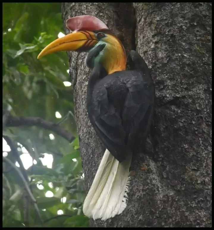 Off site in Tangkoko Lodge