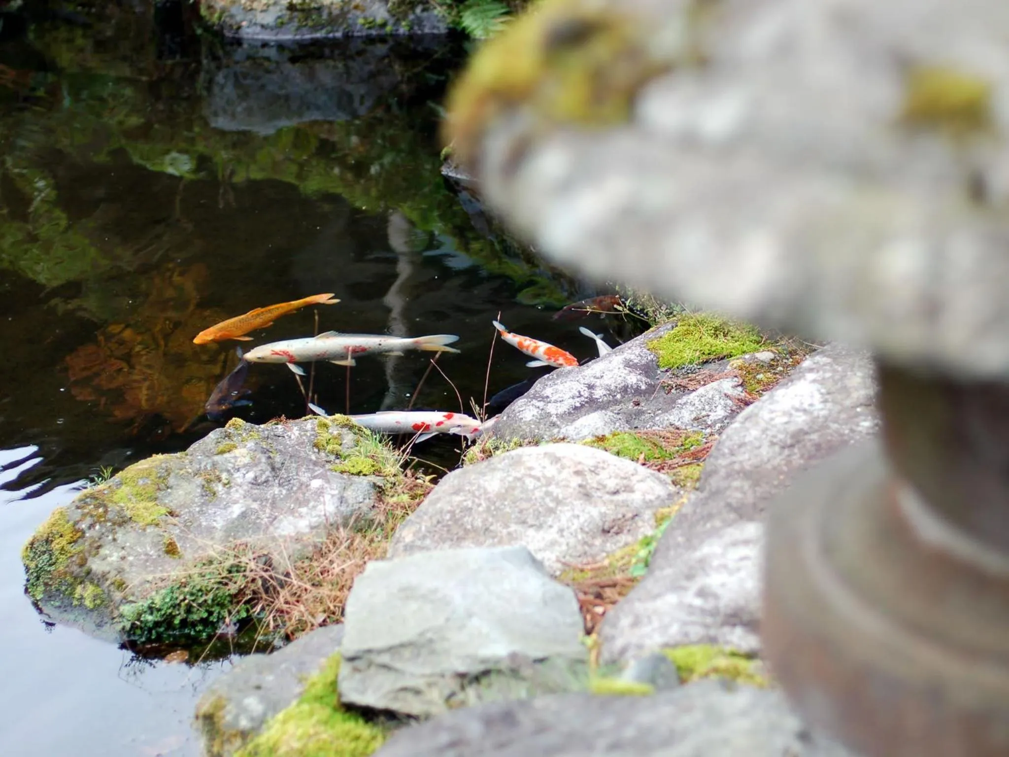 Garden in Kinokuniya Ryokan