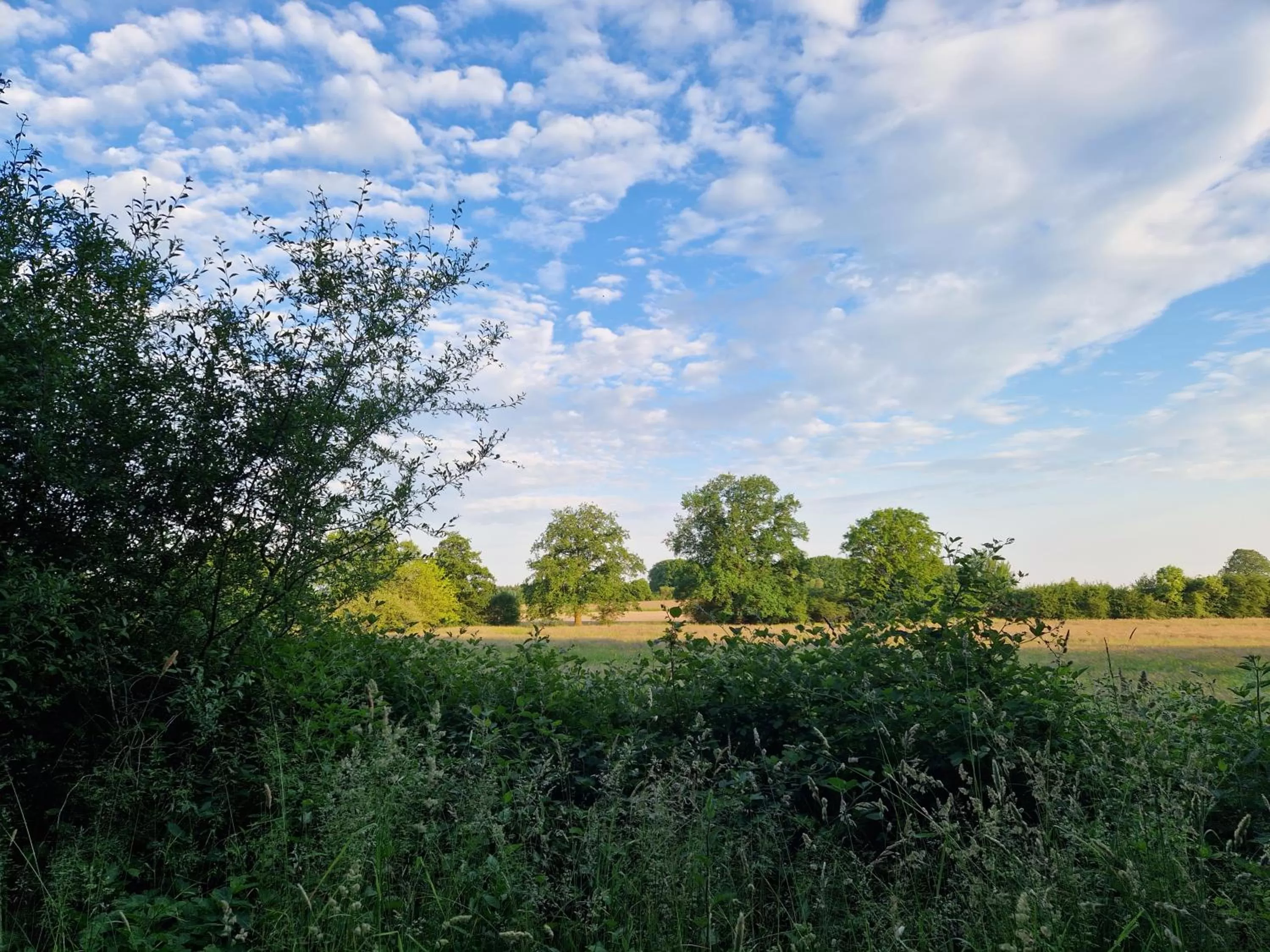Natural landscape in Habitat
