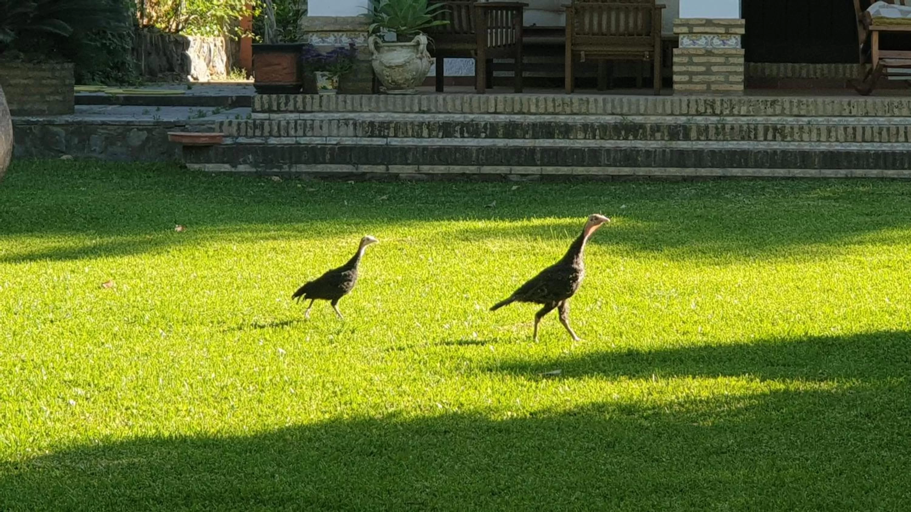 Garden, Other Animals in La Casa del Torreón