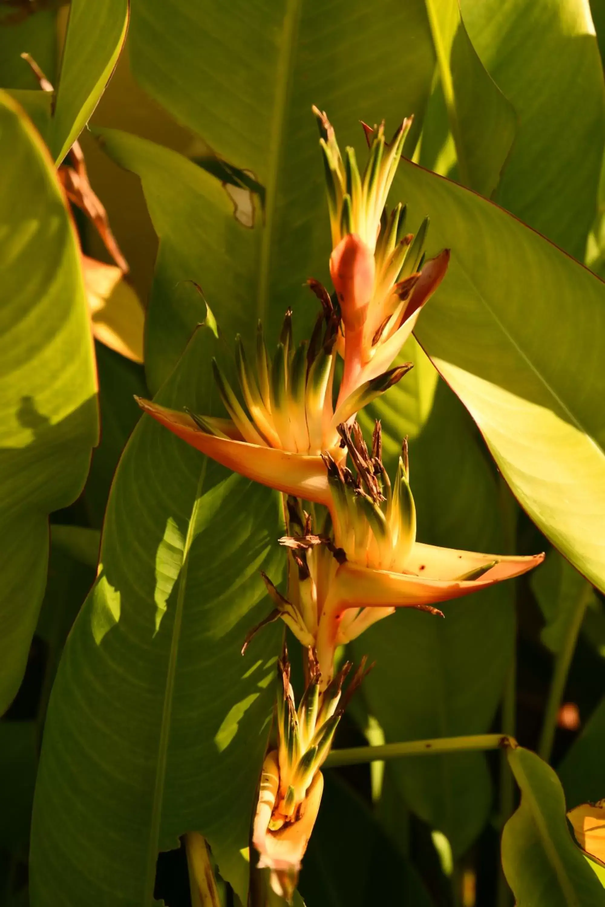 Natural landscape in Hotel Alisei