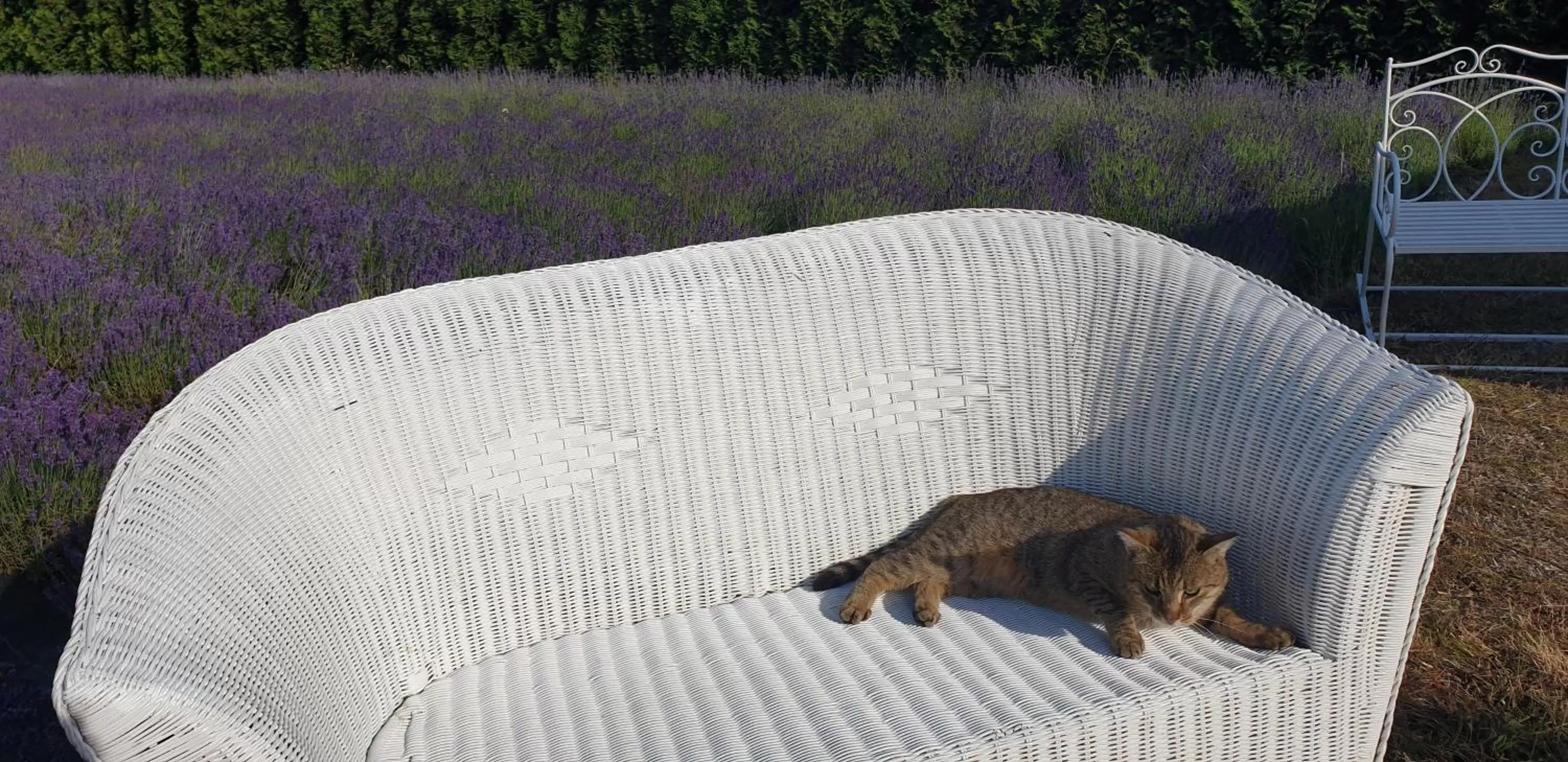 Garden view in Noclegi Biała Róża