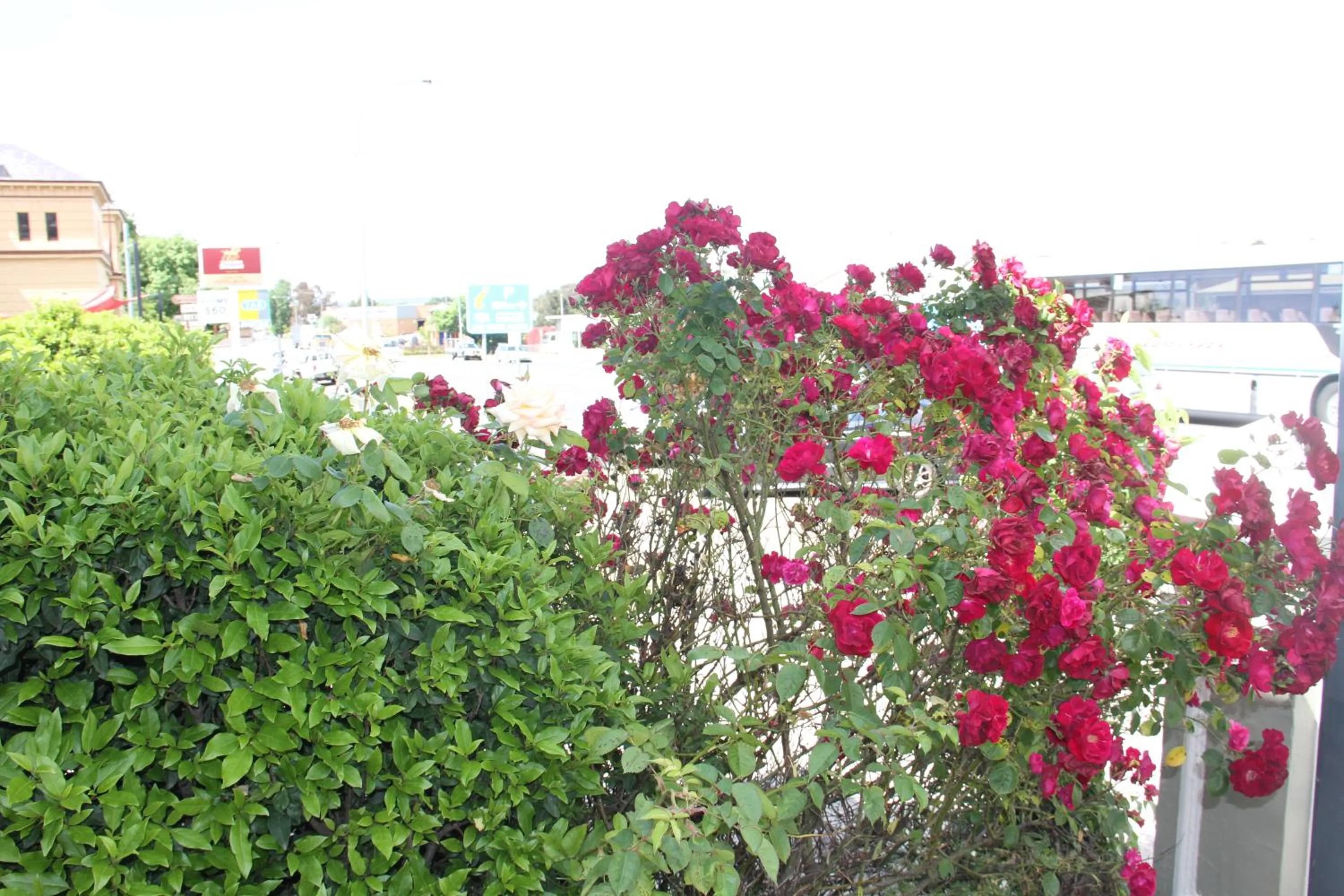 Garden in Alpine Heritage Motel
