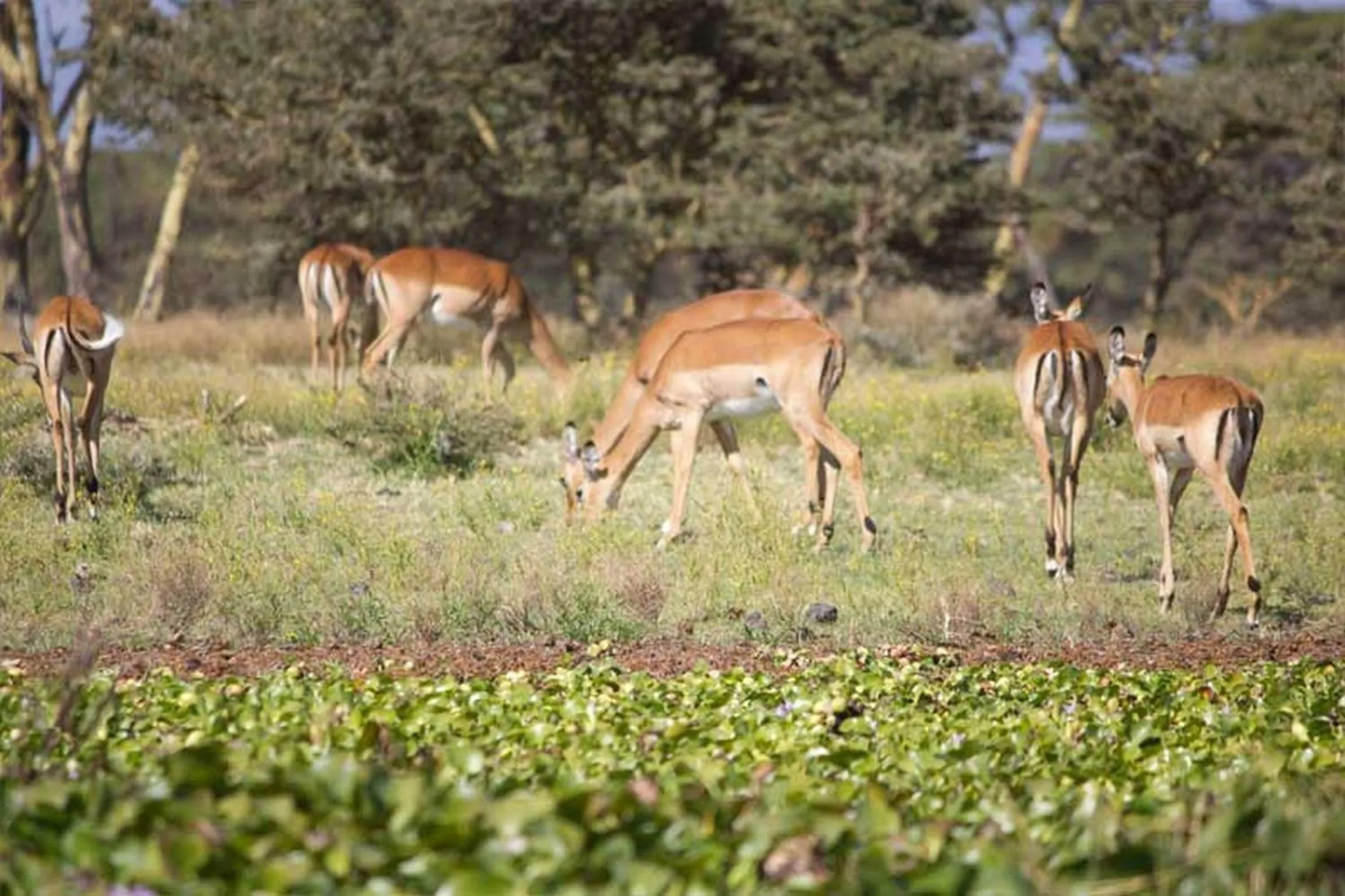 Animals in Lake Naivasha Resort