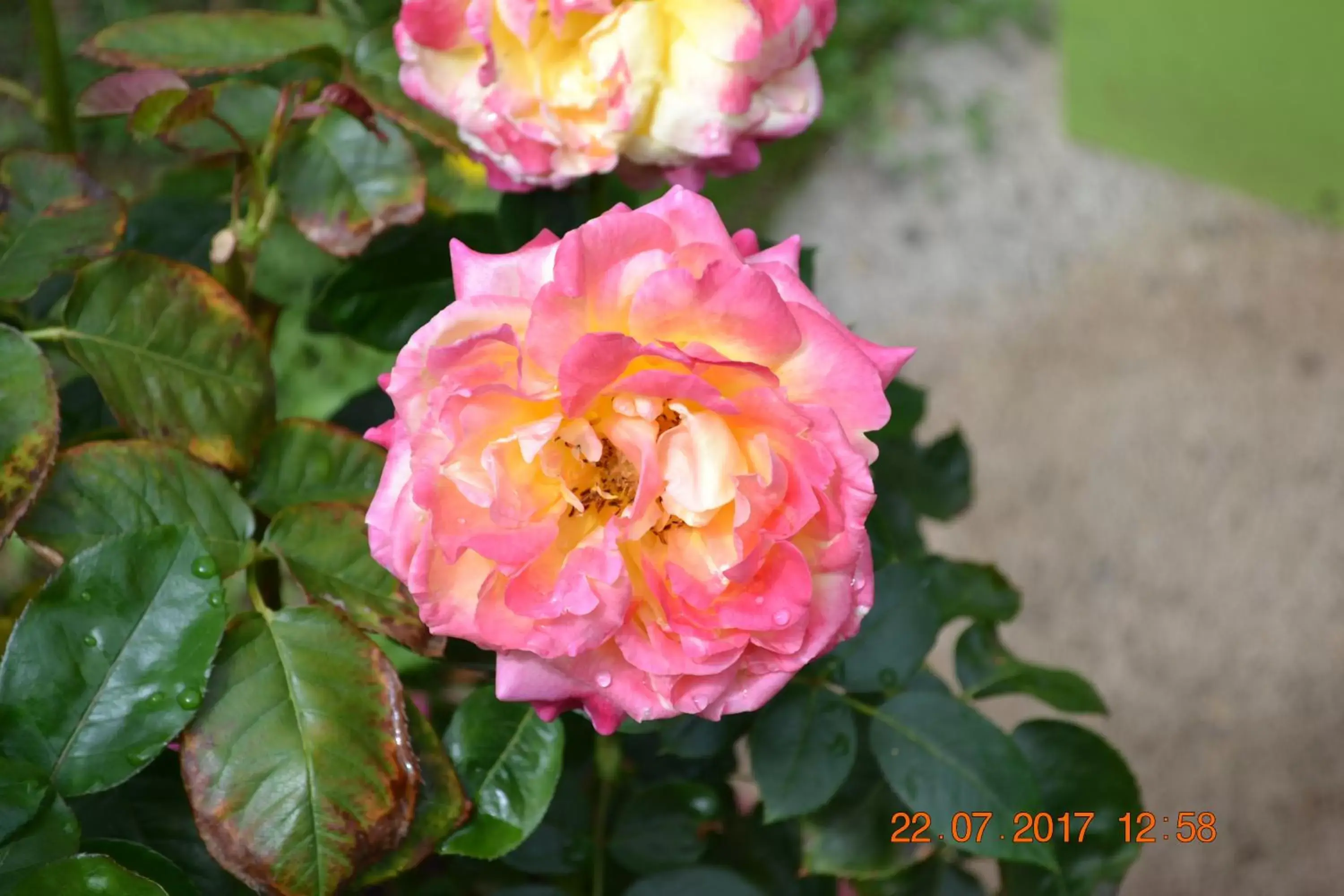 Garden in Hôtel Le Castel