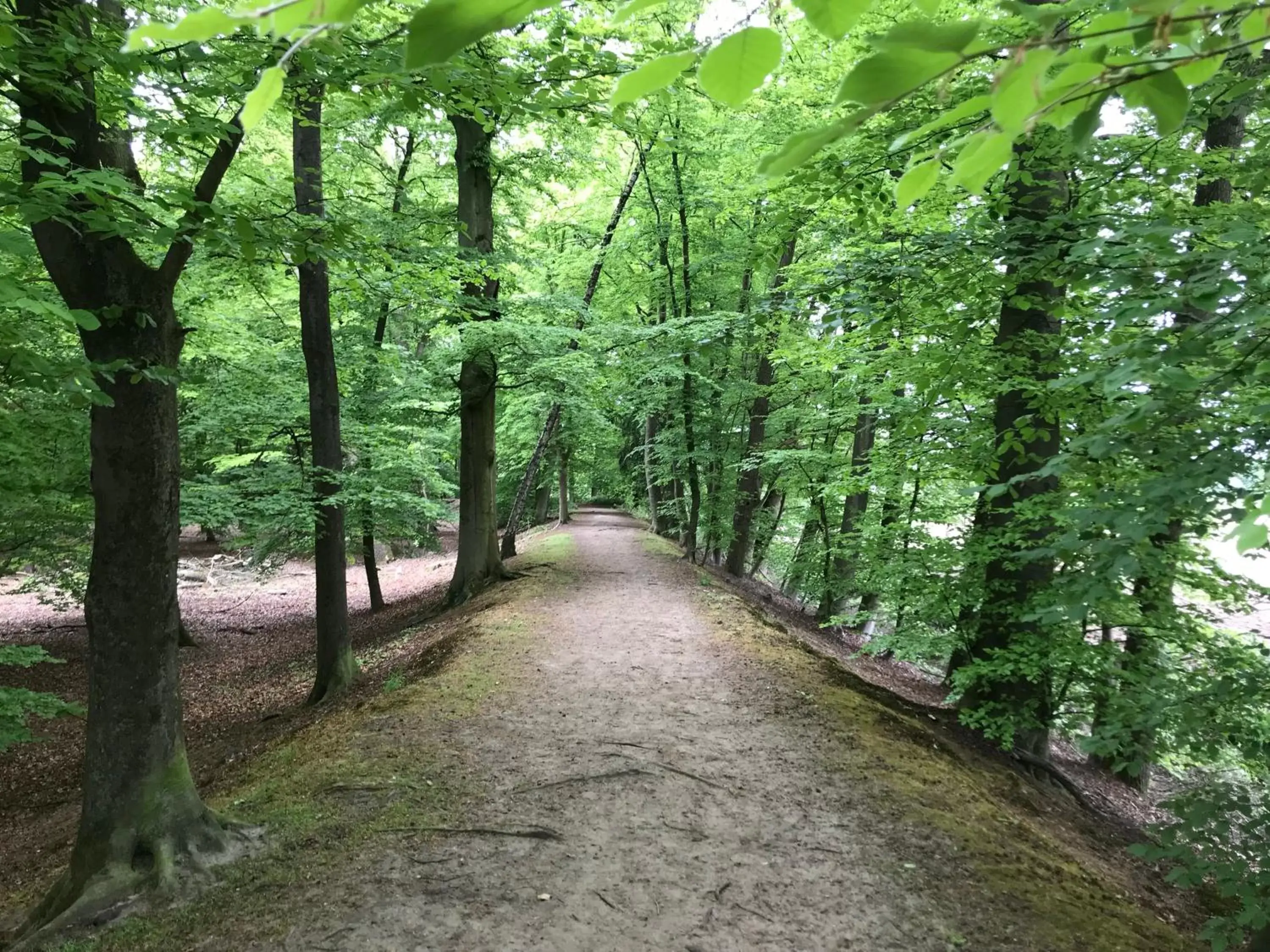 Natural landscape in B&B 'het Gripshuis'