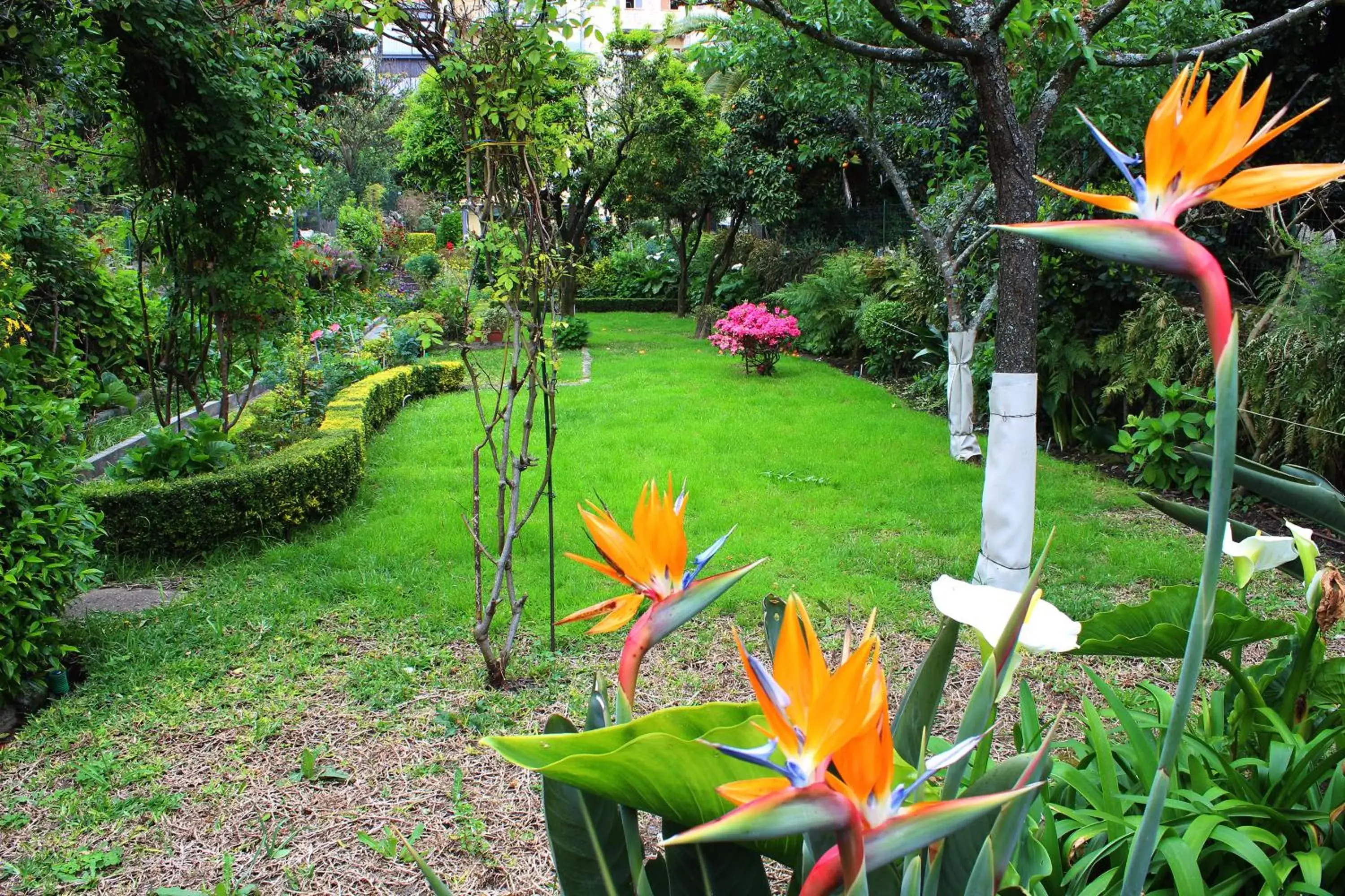 Garden in Hotel Estoril Porto