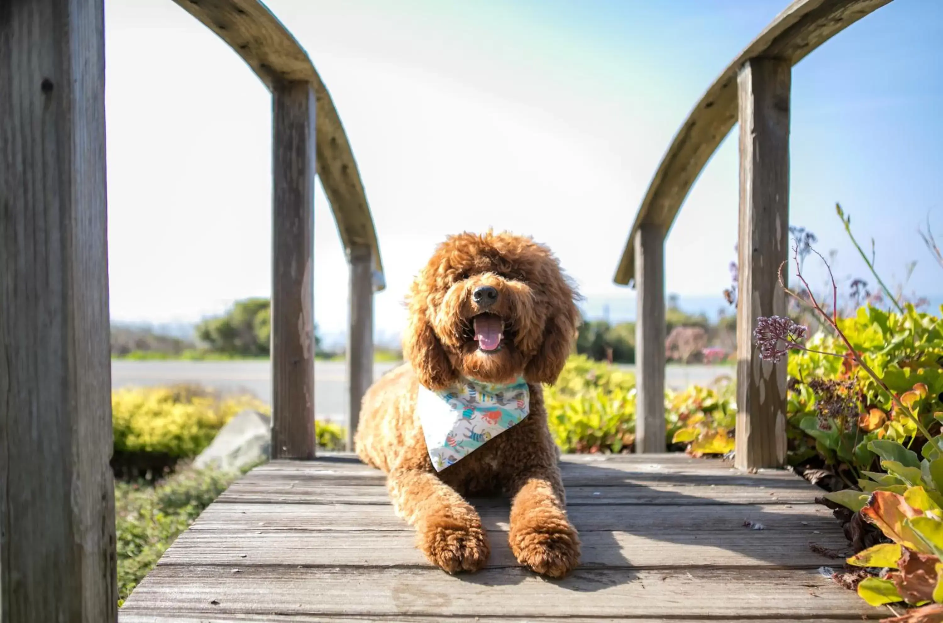 Pets in Sea Otter Inn