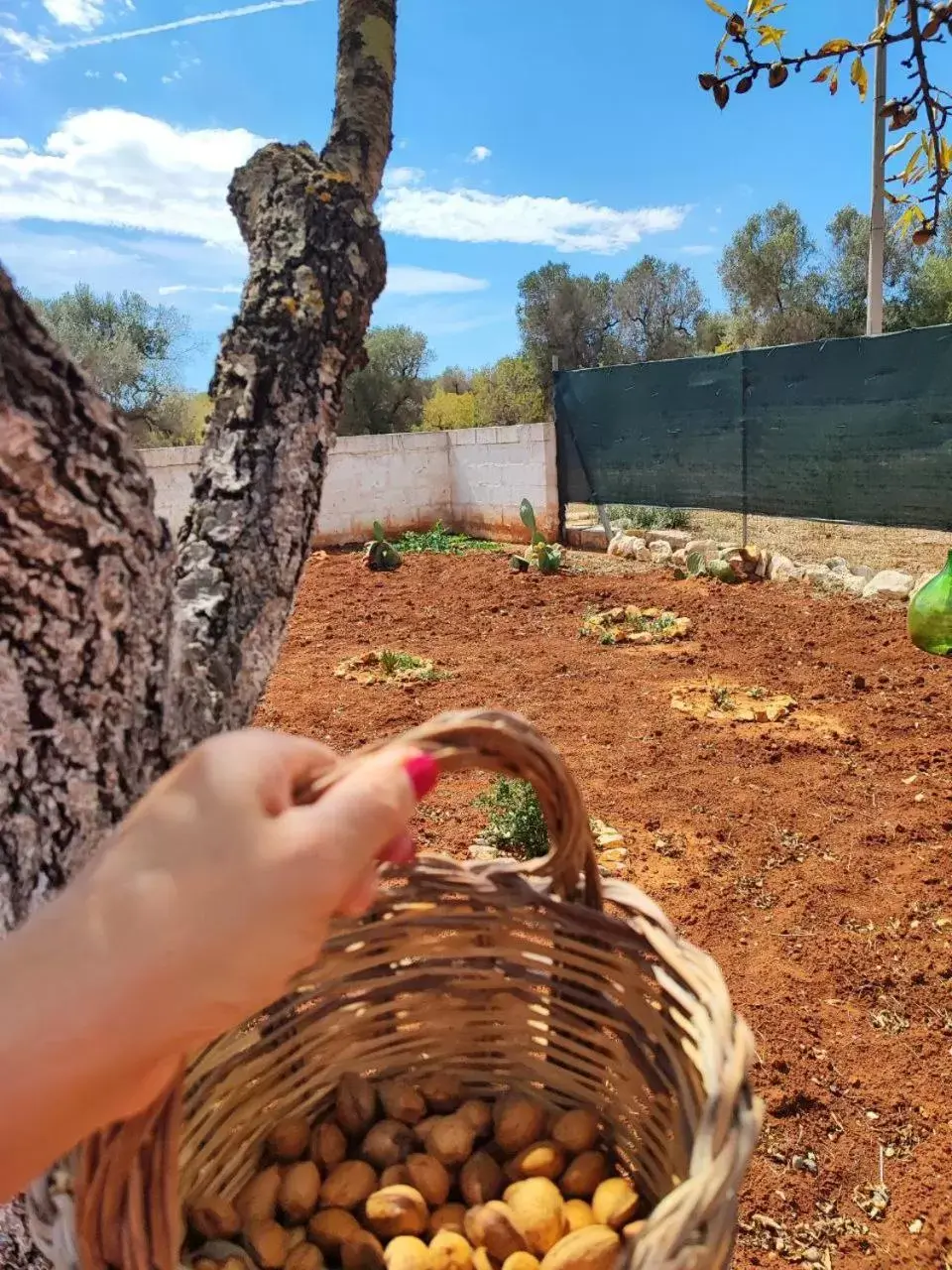 Food and drinks, Other Animals in TRULLO CARMEN