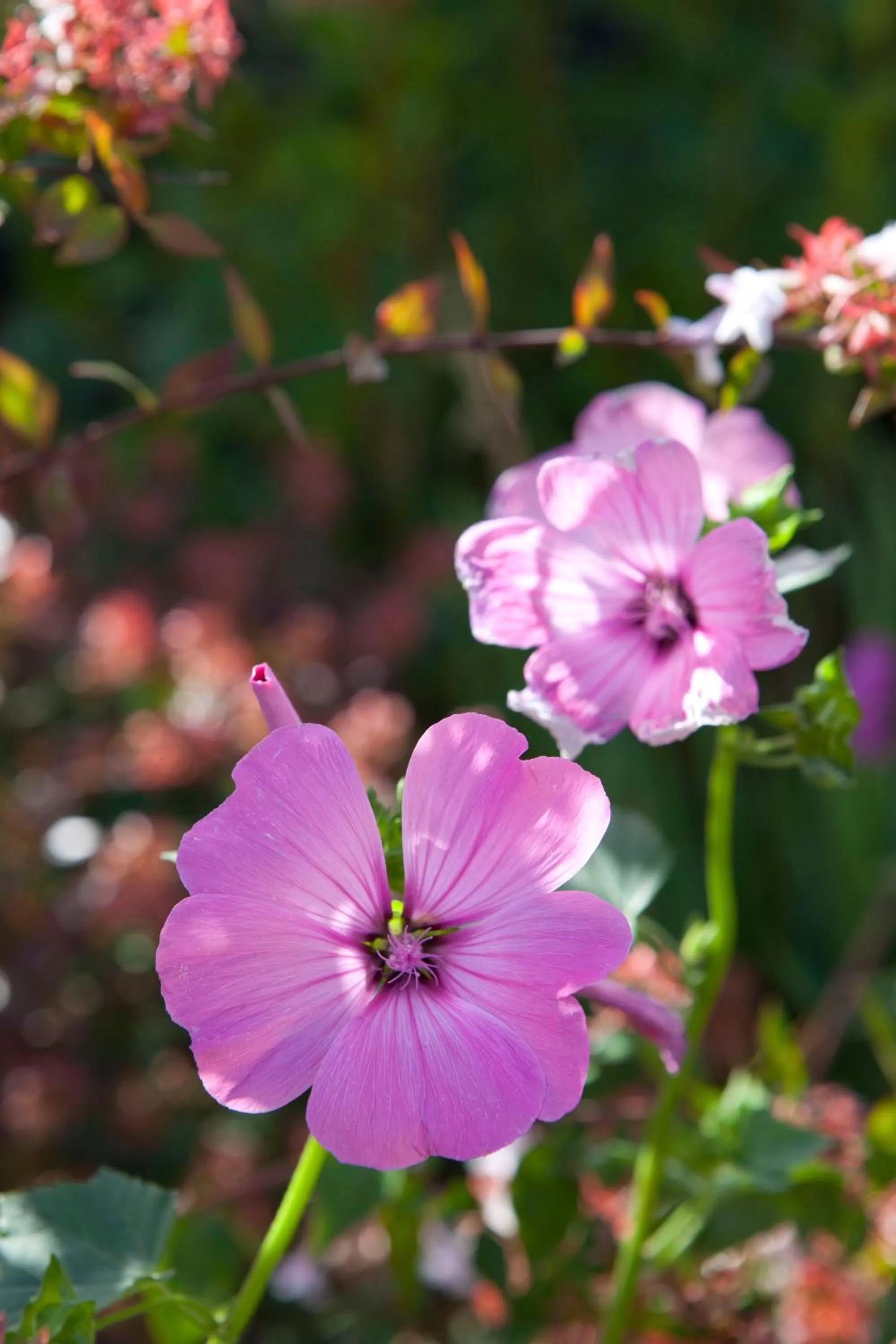 Other in Hôtel Mac Bed
