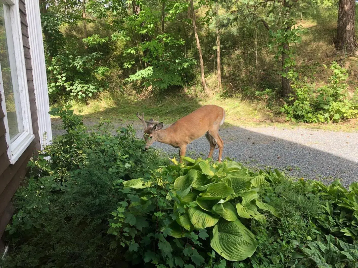 Other Animals in Braeside Country Inn