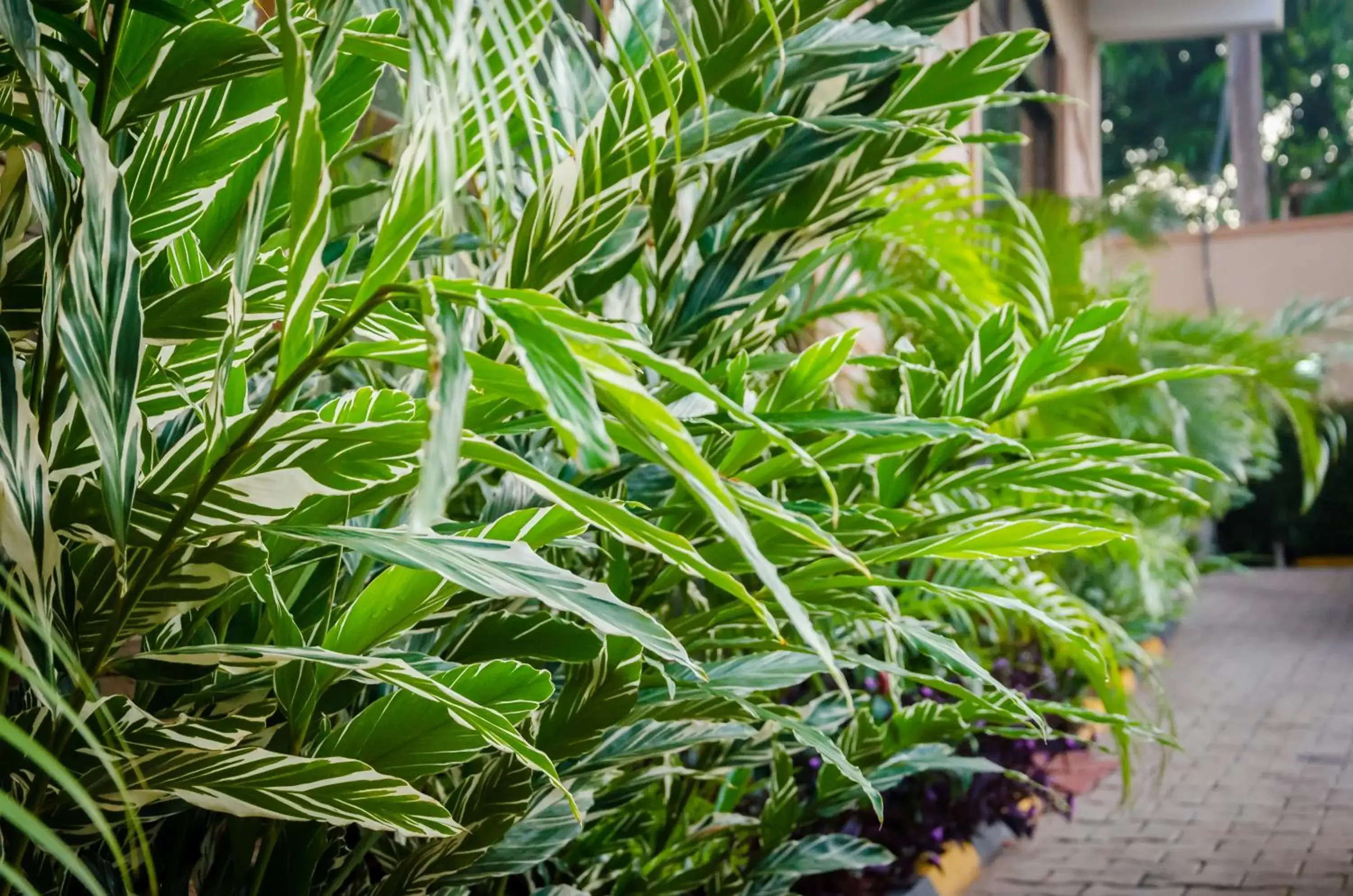 Garden in Marie's Royale Hotel